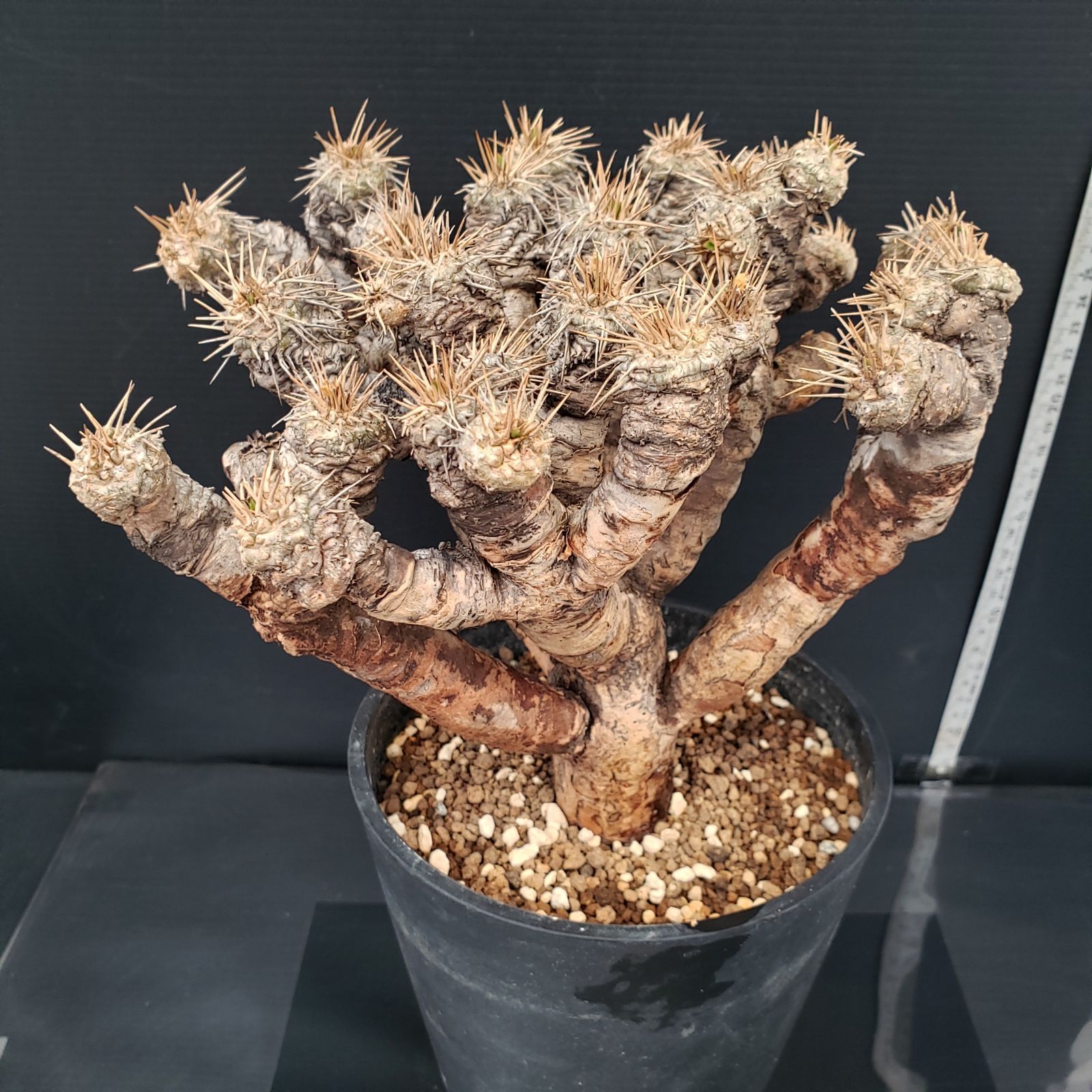 L288【自社養生株】ユーフォルビア ギラウミニアナ（現地球・発根株