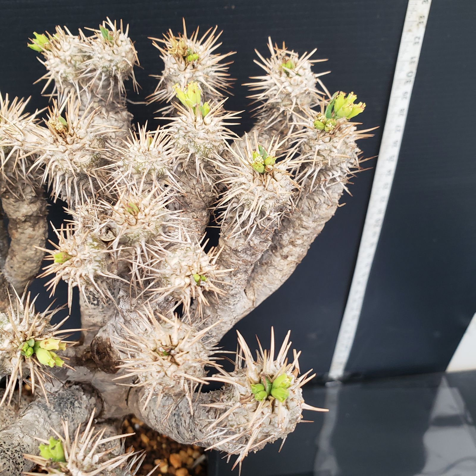 塊根植物:ユーフォルビア・ギラウミニアナ(現地球、発根済み) ユーフォルビア・ギラウミニアナ 【発根済み】HK232006(T) | RAFLUM