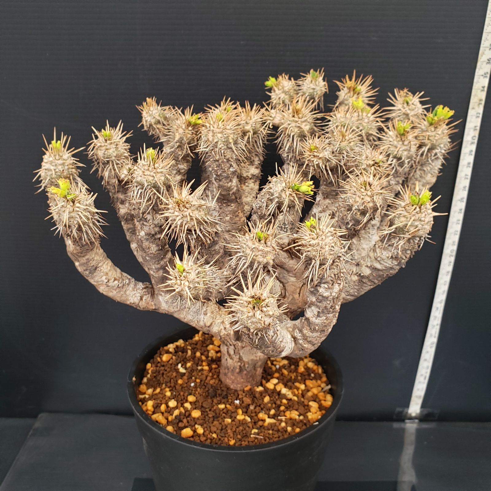 L289【自社養生株】ユーフォルビア ギラウミニアナ（現地球・発根株