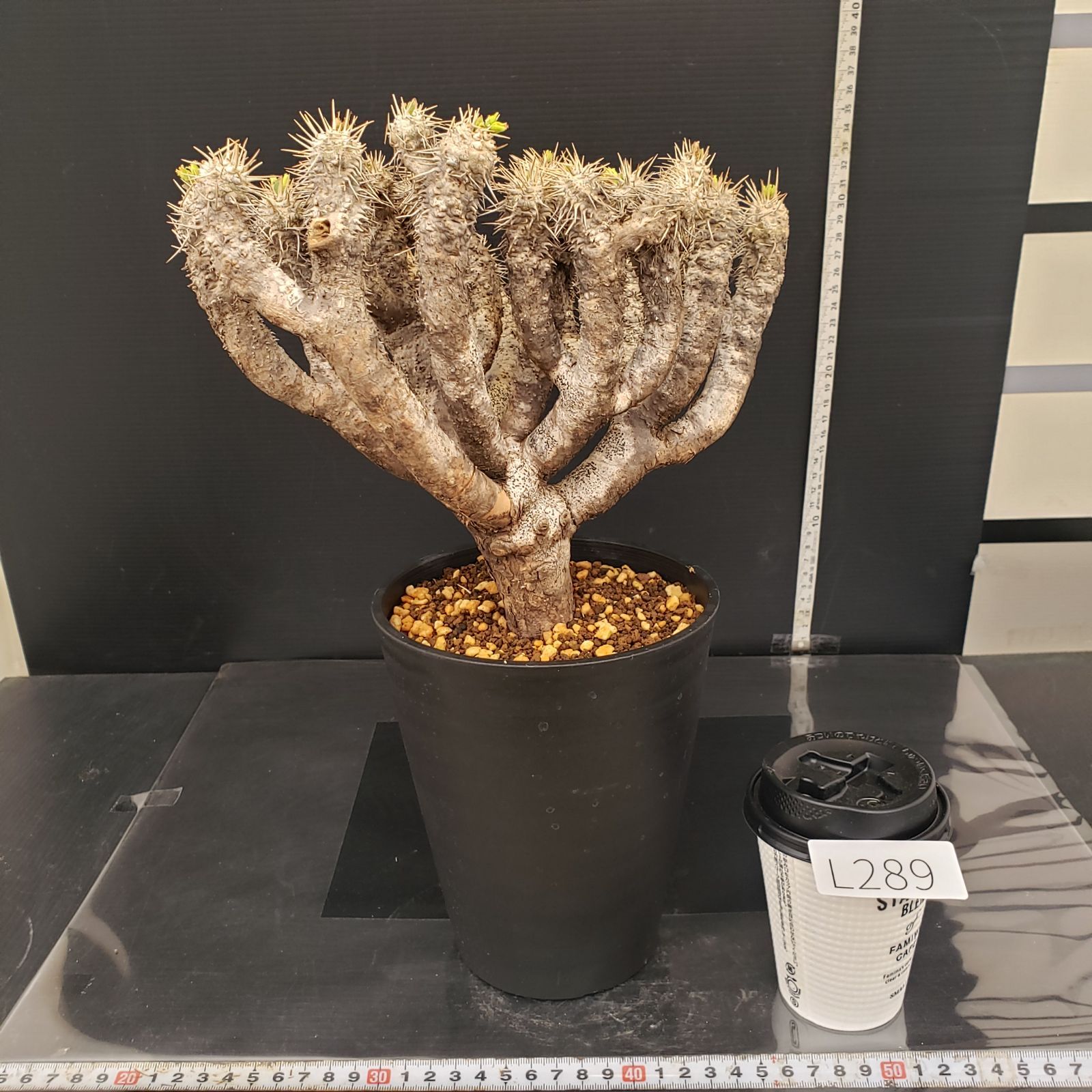 L289【自社養生株】ユーフォルビア ギラウミニアナ（現地球・発根株