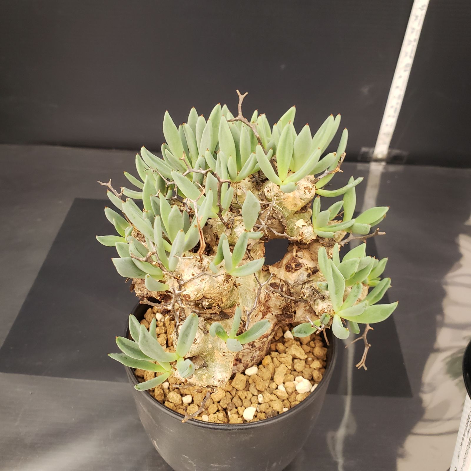 L292【自社養生株】チレコドン レティキュラータス 万物想（MS）（現地