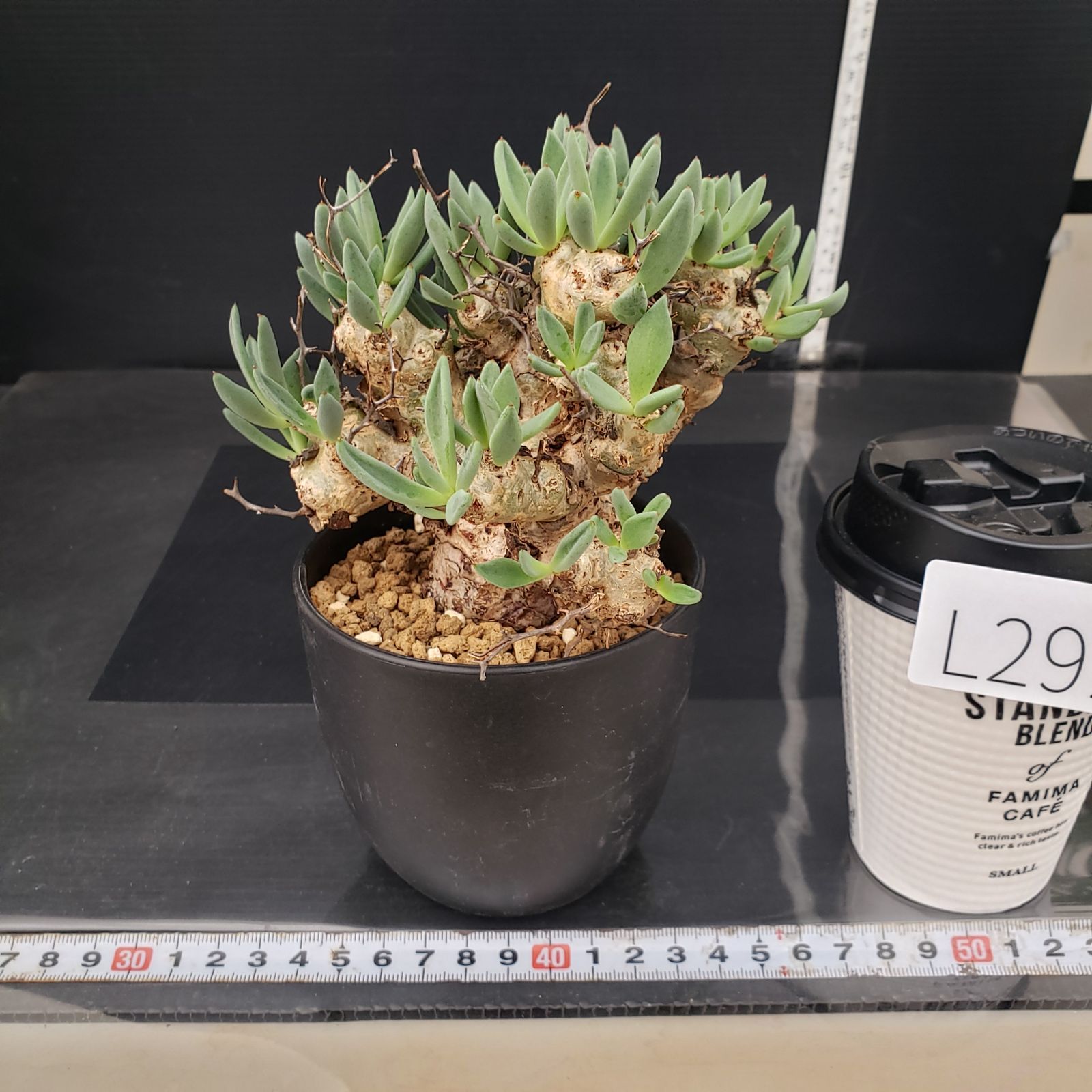 L292【自社養生株】チレコドン レティキュラータス 万物想（MS）（現地