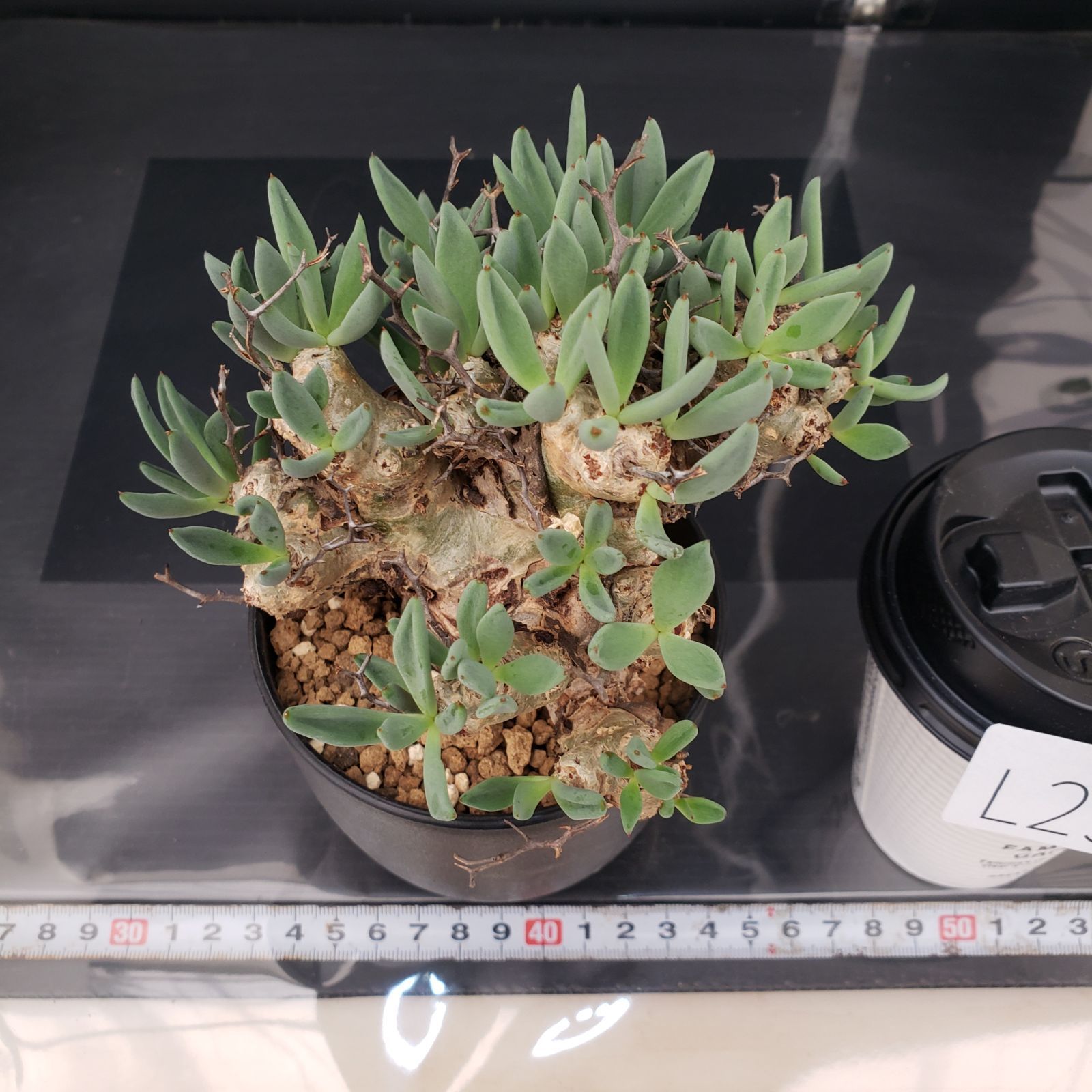 チレコドン レティキュラータス 万物想（現地球・発根株・鉢植え）【塊根植物】 L292【自社養生株】チレコドン レティキュラータス 万物想（MS）（現地