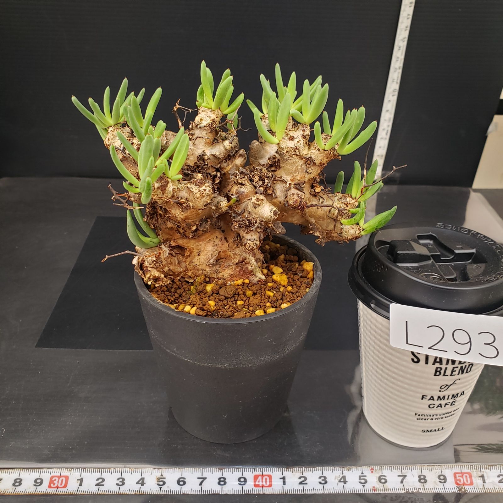 L293【自社養生株】チレコドン レティキュラータス 万物想（MS）（現地