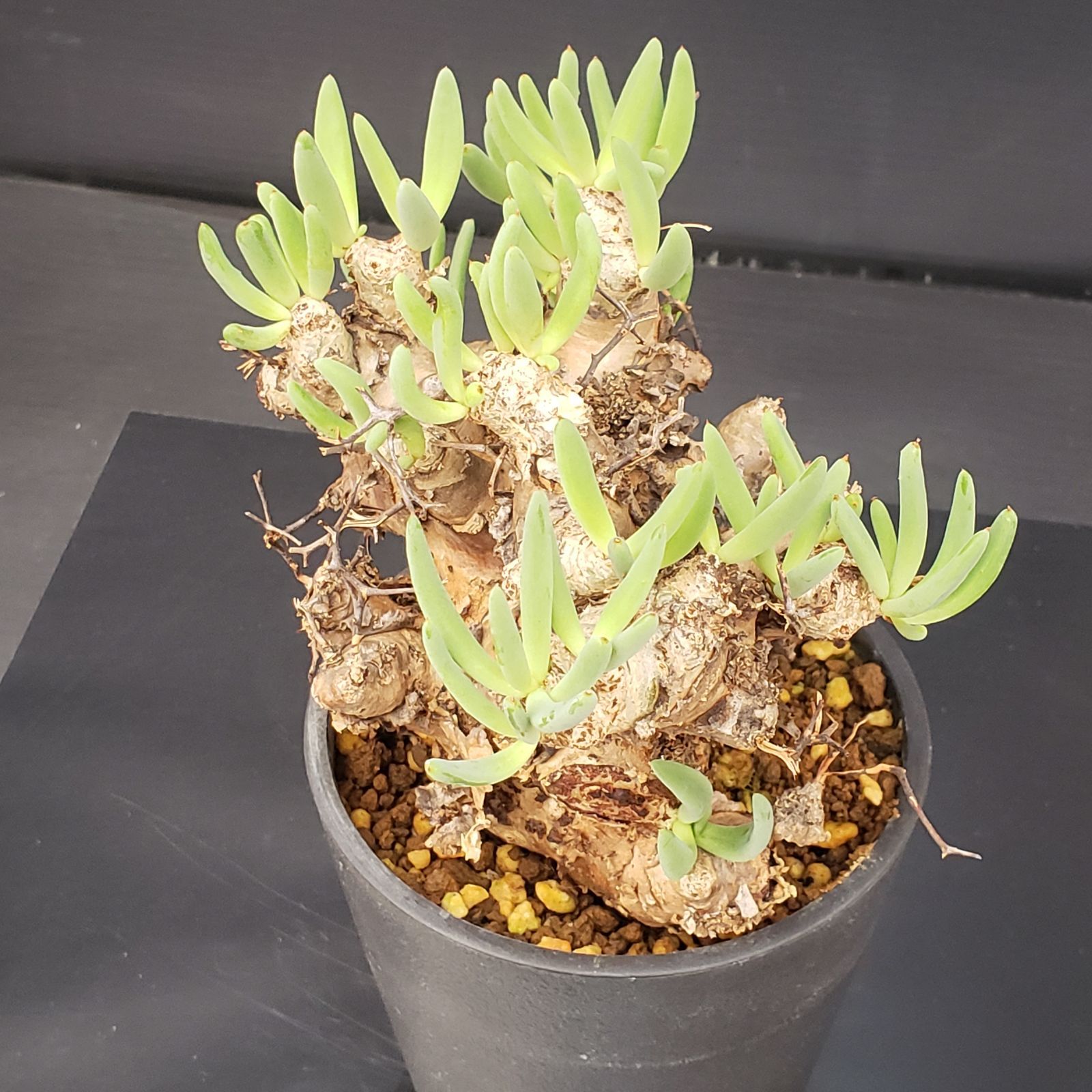 チレコドン レティキュラータス 万物想（現地球・発根株・鉢植え）【塊根植物】 Amazon｜【現品限り】チレコドン・レティキュラータス 現地株 発根済み