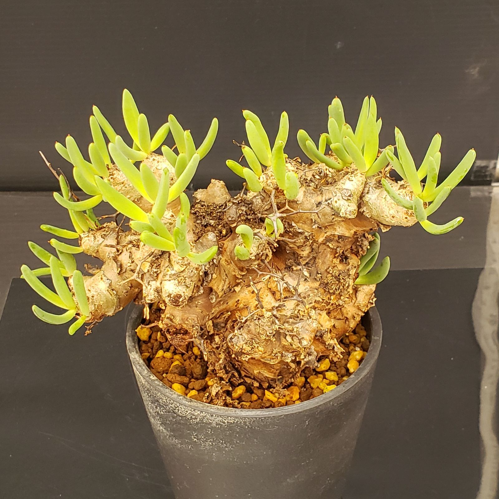 L293【自社養生株】チレコドン レティキュラータス 万物想（MS）（現地