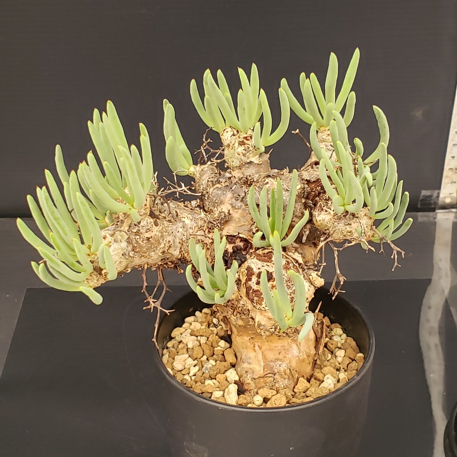 L294【自社養生株】チレコドン レティキュラータス 万物想（MS）（現地