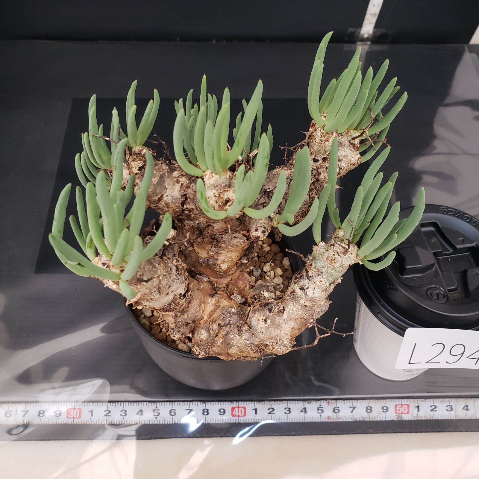 チレコドン レティキュラータス 万物想 現地球 L294【自社養生株】チレコドン レティキュラータス 万物想（MS）（現地