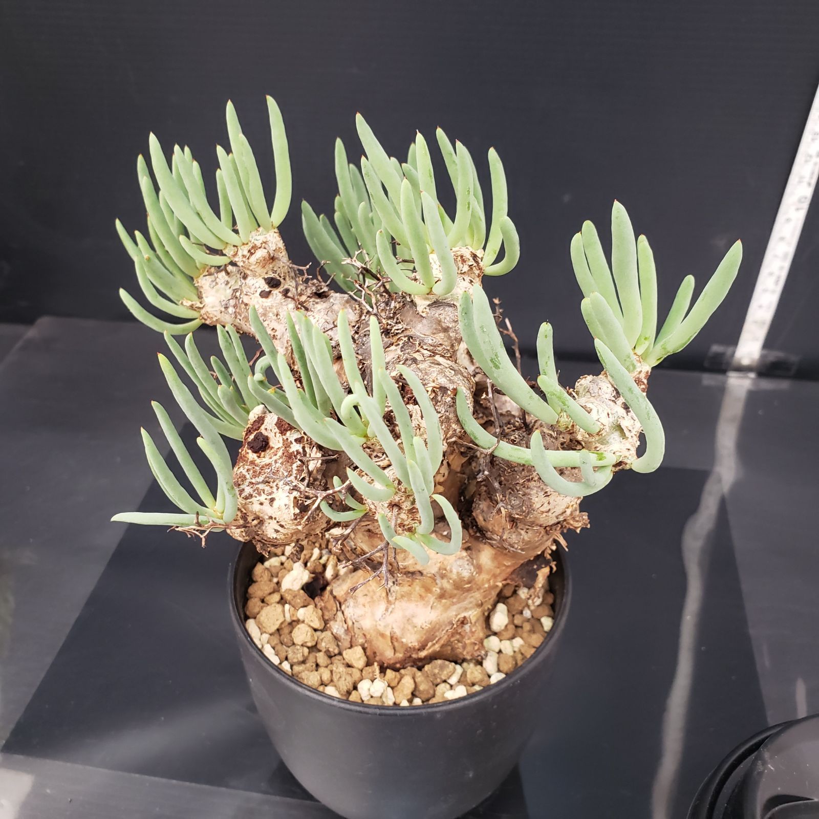 L294【自社養生株】チレコドン レティキュラータス 万物想（MS）（現地