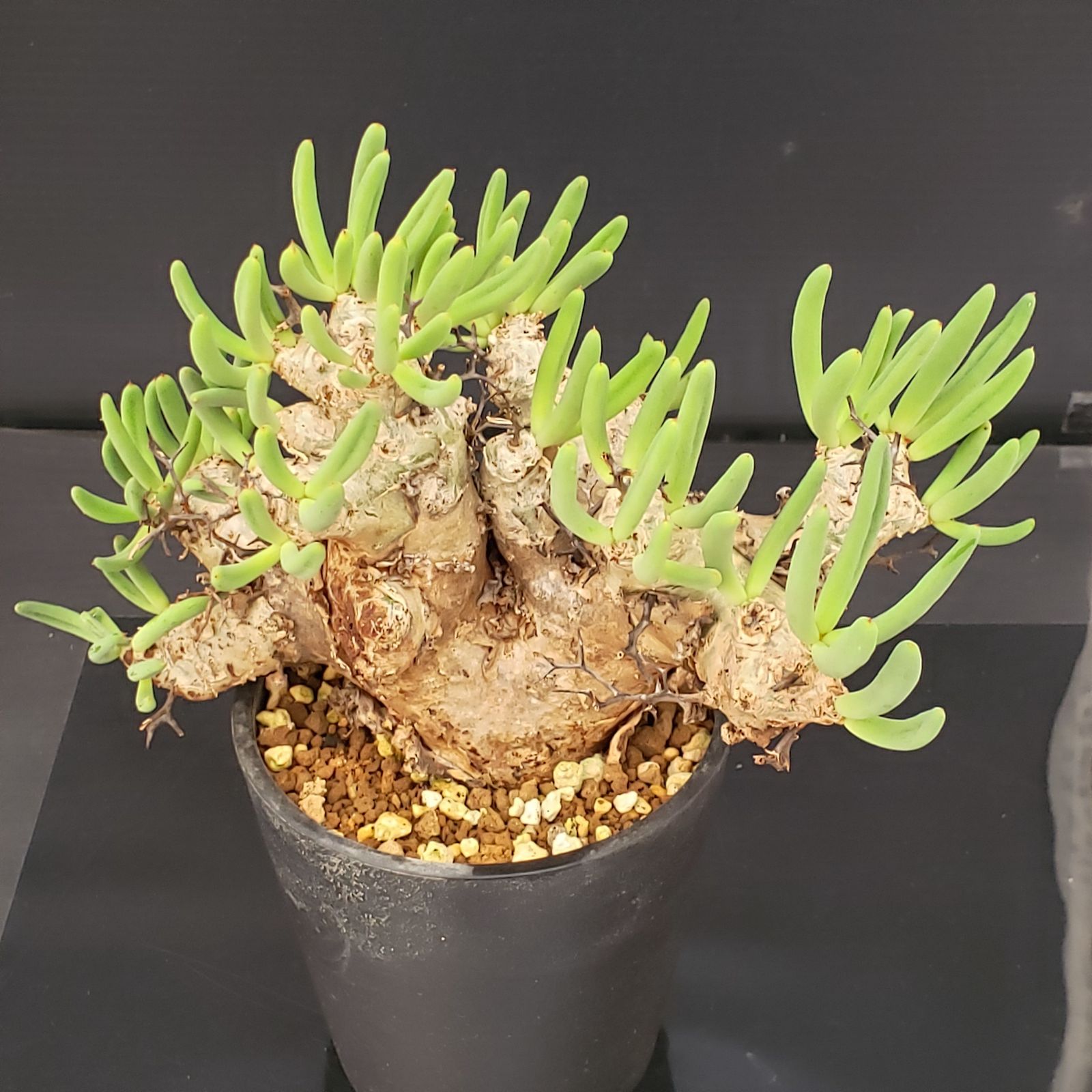 L295【自社養生株】チレコドン レティキュラータス 万物想（MS）（現地