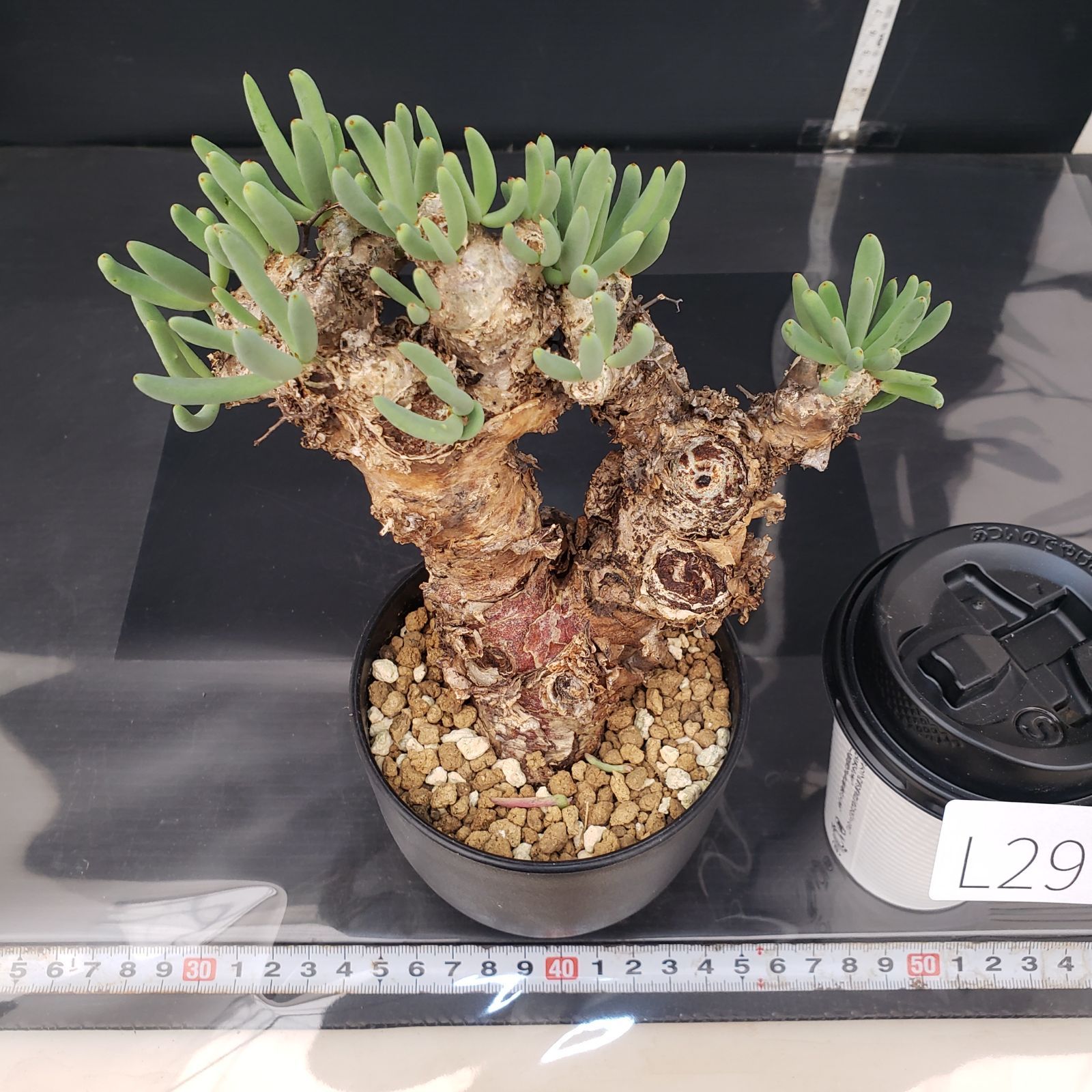 L297【自社養生株】チレコドン レティキュラータス 万物想（MS）（現地