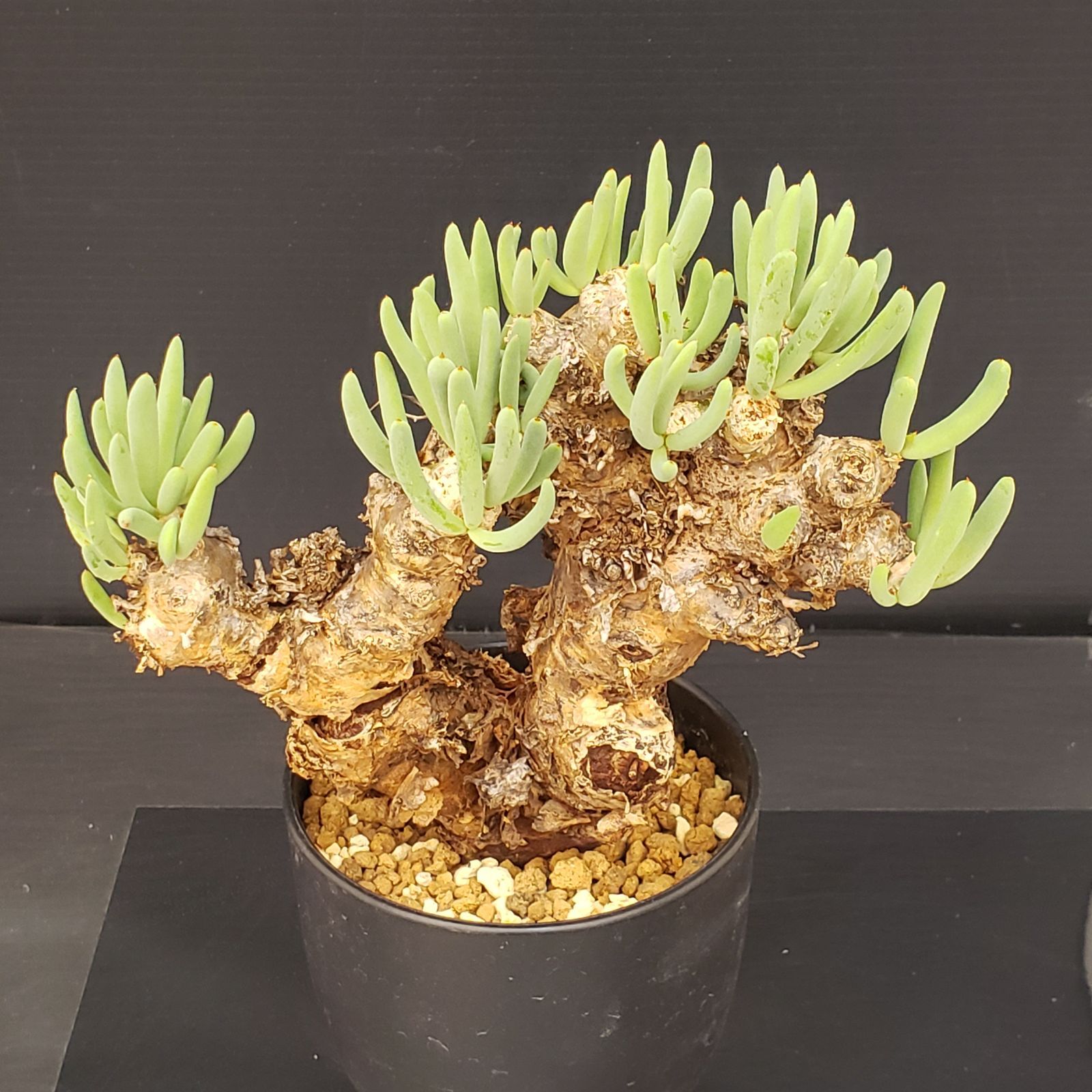 L297【自社養生株】チレコドン レティキュラータス 万物想（MS）（現地