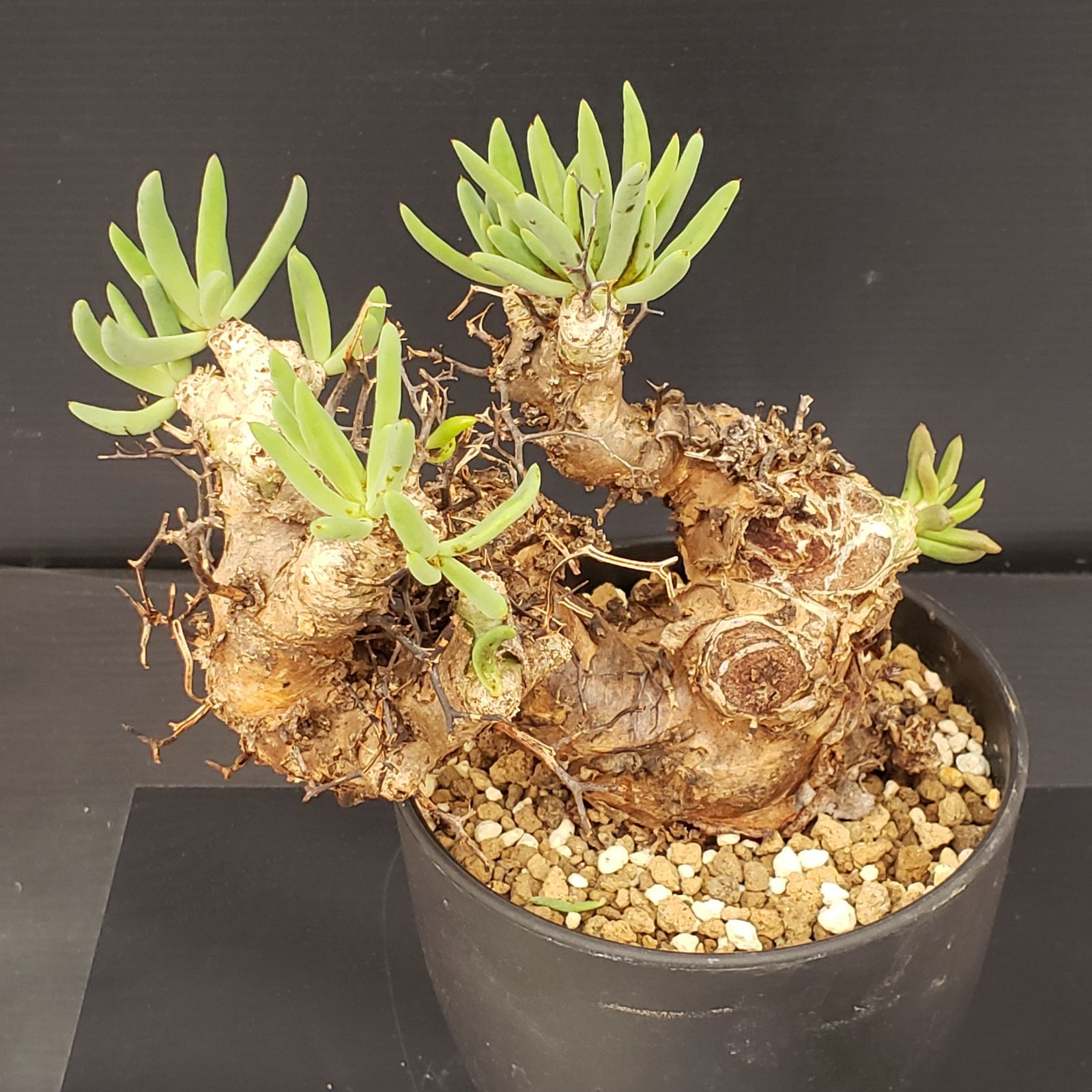 L298【自社養生株】チレコドン レティキュラータス 万物想（MS）（現地