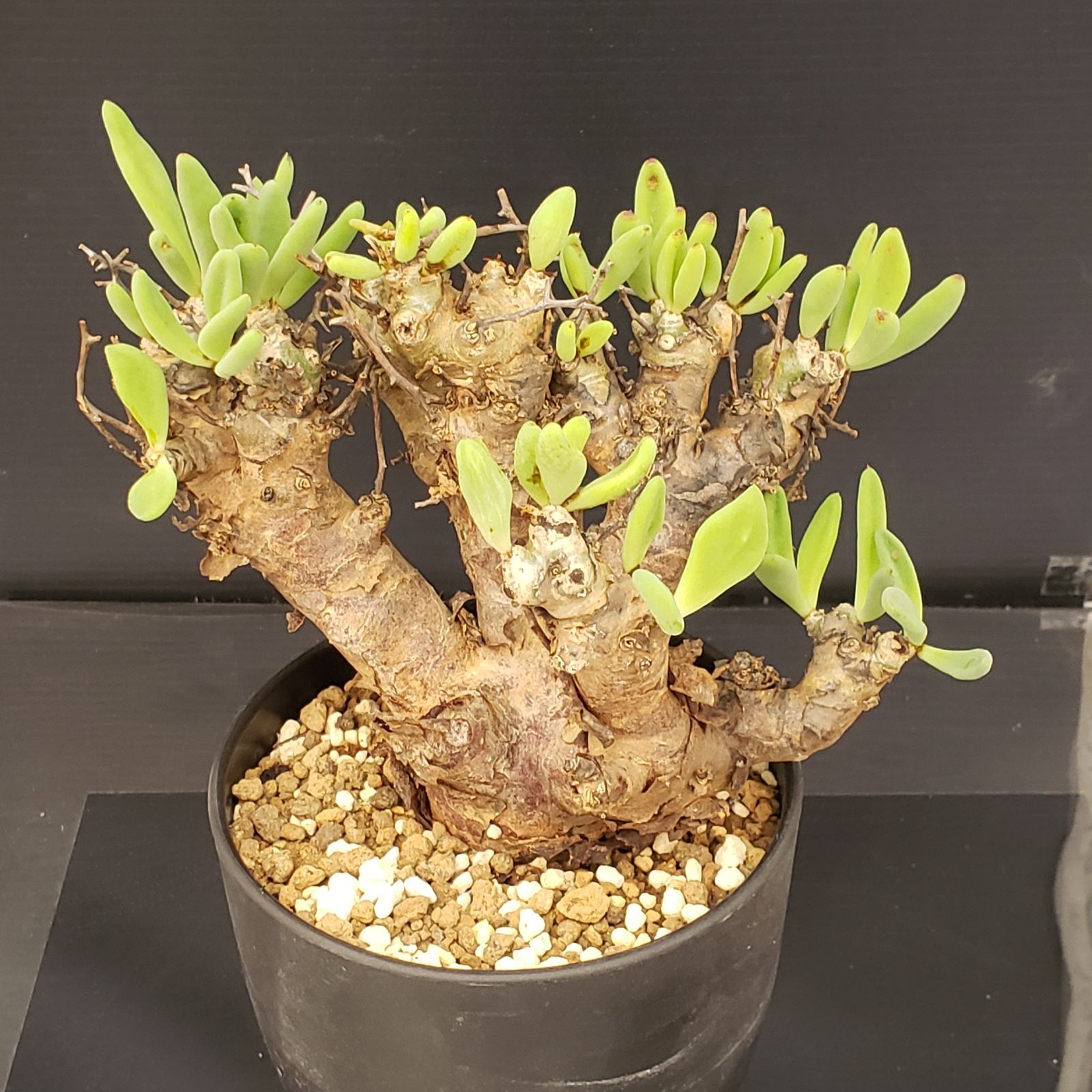 【セール】チレコドン　レティキュラータス　No.002　鉢、送料込　メルカリ便 2026年最新】チレコドン レティキュラータスの人気アイテム - メルカリ