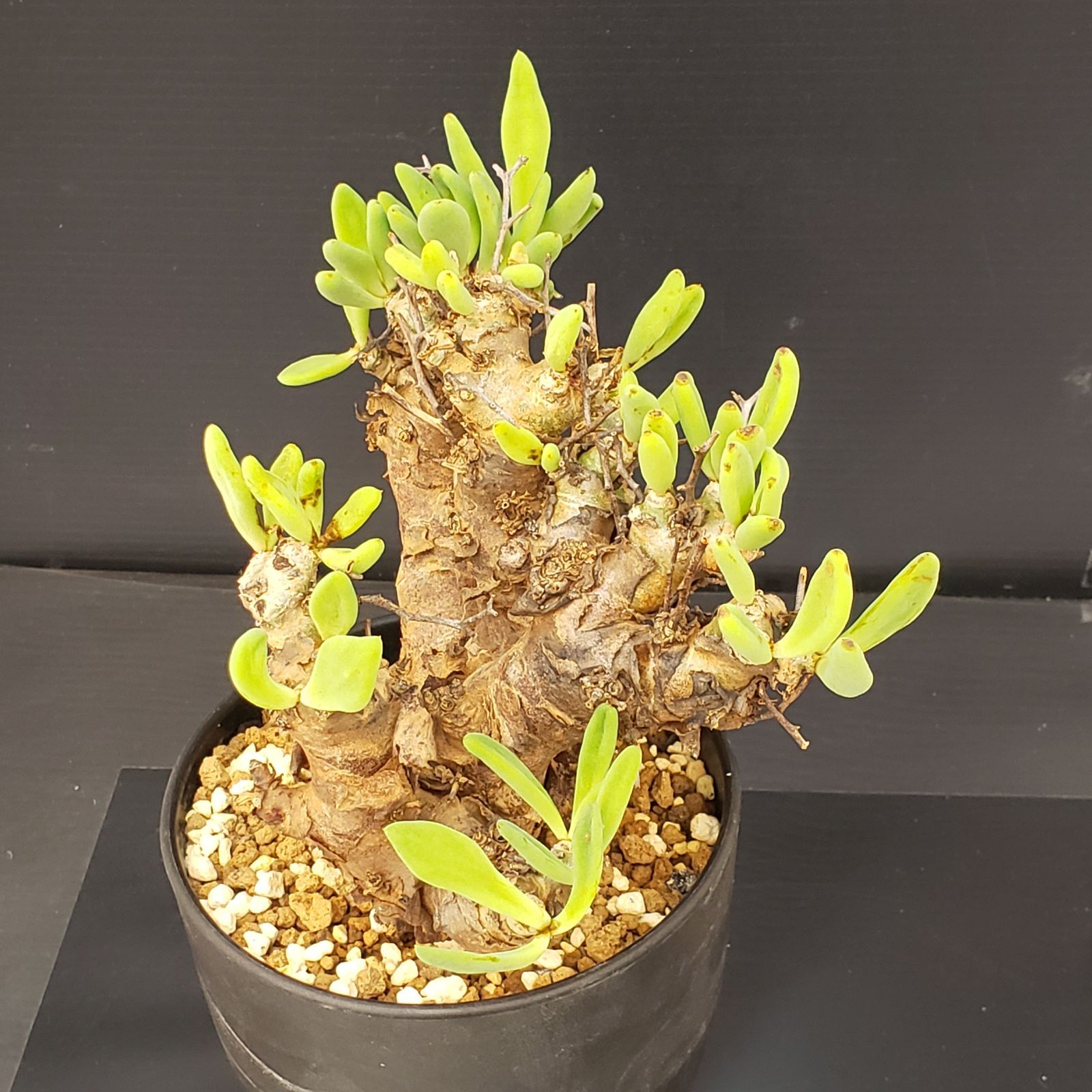 チレコドン レティキュラータス 万物想（現地球・発根株・鉢植え）【塊根植物】 L299【自社養生株】チレコドン レティキュラータス 万物想（MS）（現地