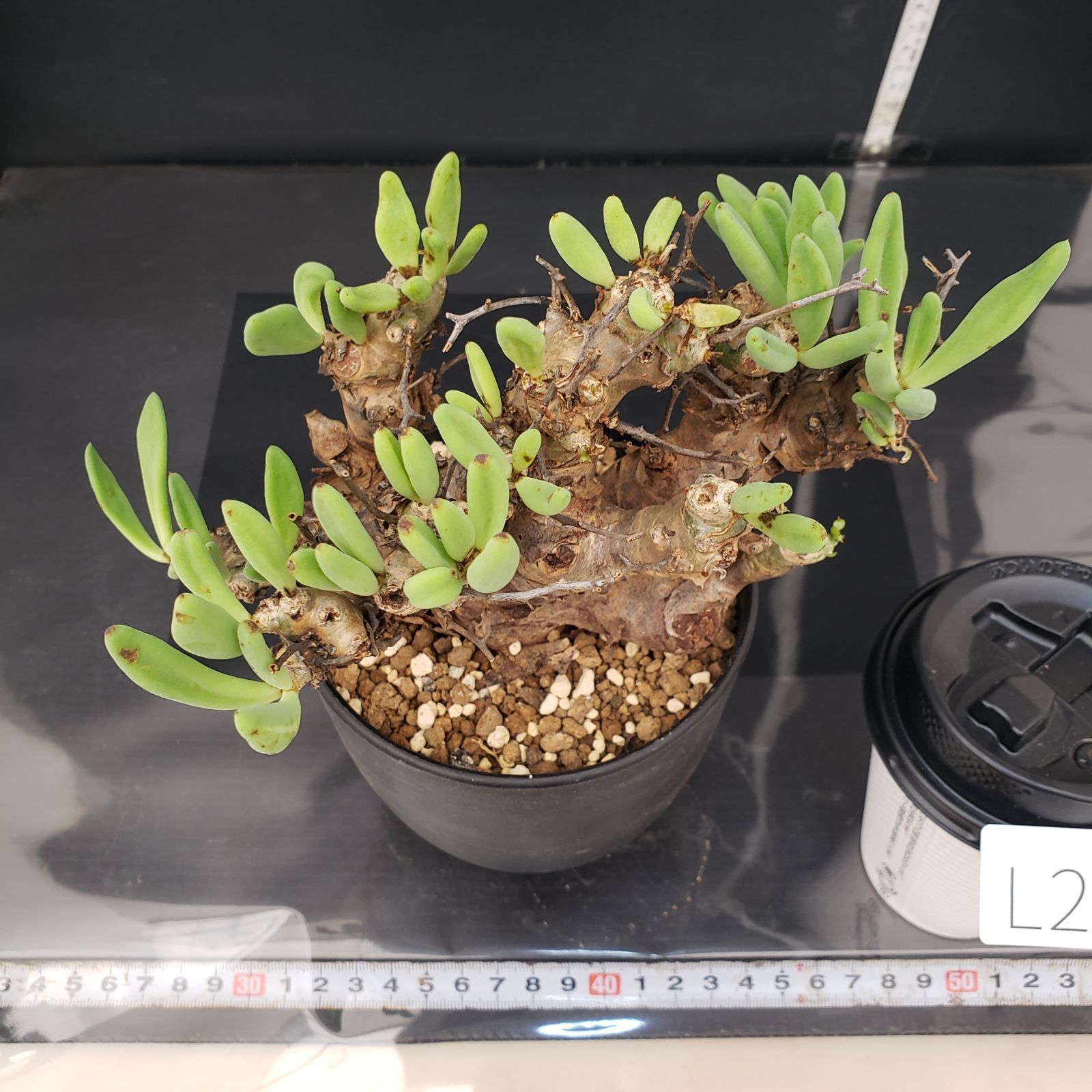 L299【自社養生株】チレコドン レティキュラータス 万物想（MS）（現地