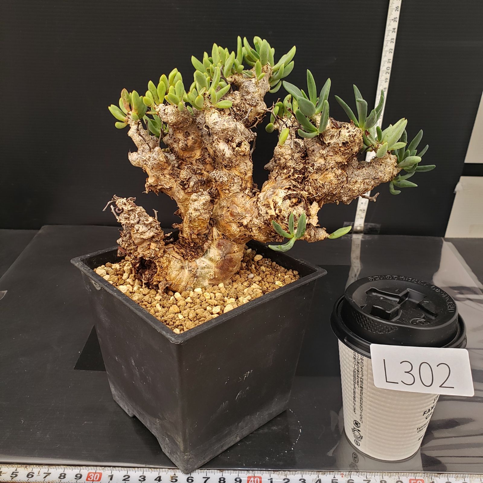 チレコドン レティキュラータス 万物想 現地球 L302【自社養生株】チレコドン レティキュラータス 万物想（ML）（現地