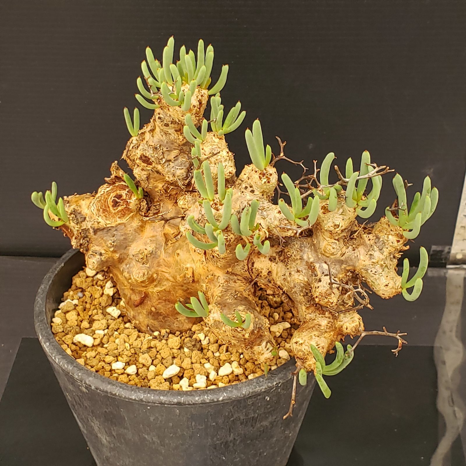 L303【自社養生株】チレコドン レティキュラータス 万物想（ML）（現地