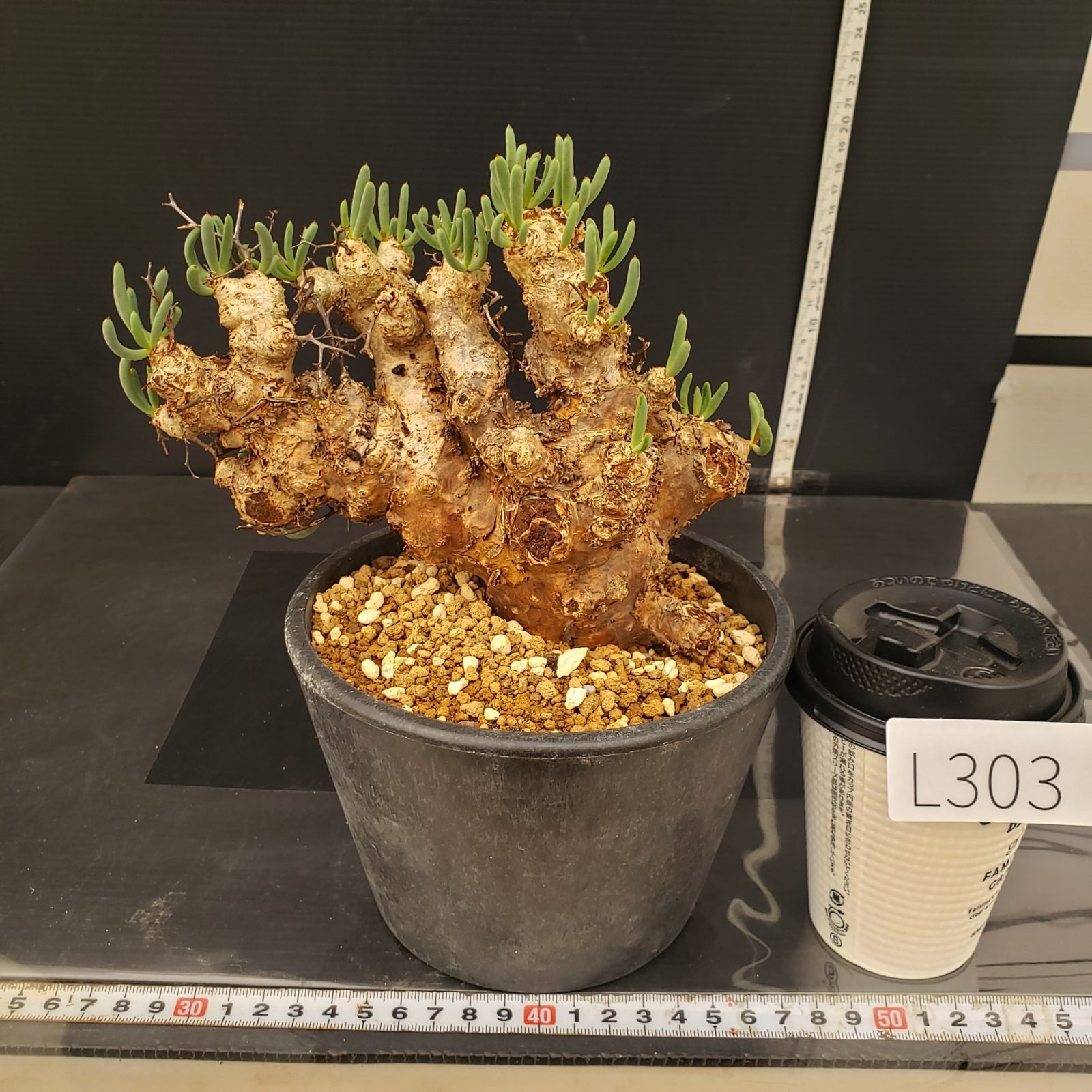 L303【自社養生株】チレコドン レティキュラータス 万物想（ML）（現地