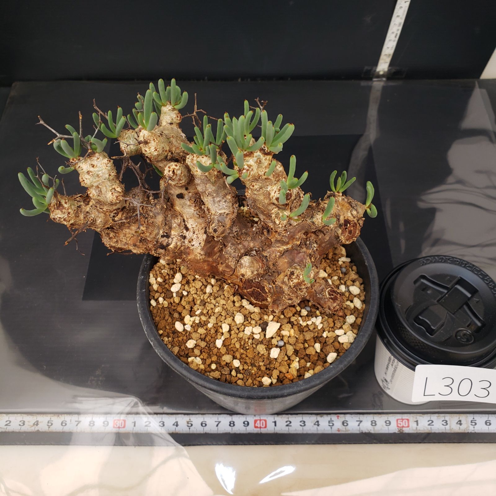 L303【自社養生株】チレコドン レティキュラータス 万物想（ML）（現地