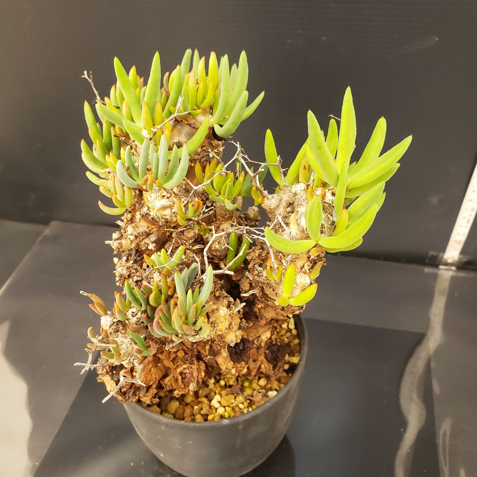 L304【自社養生株】チレコドン レティキュラータス 万物想（ML）（現地