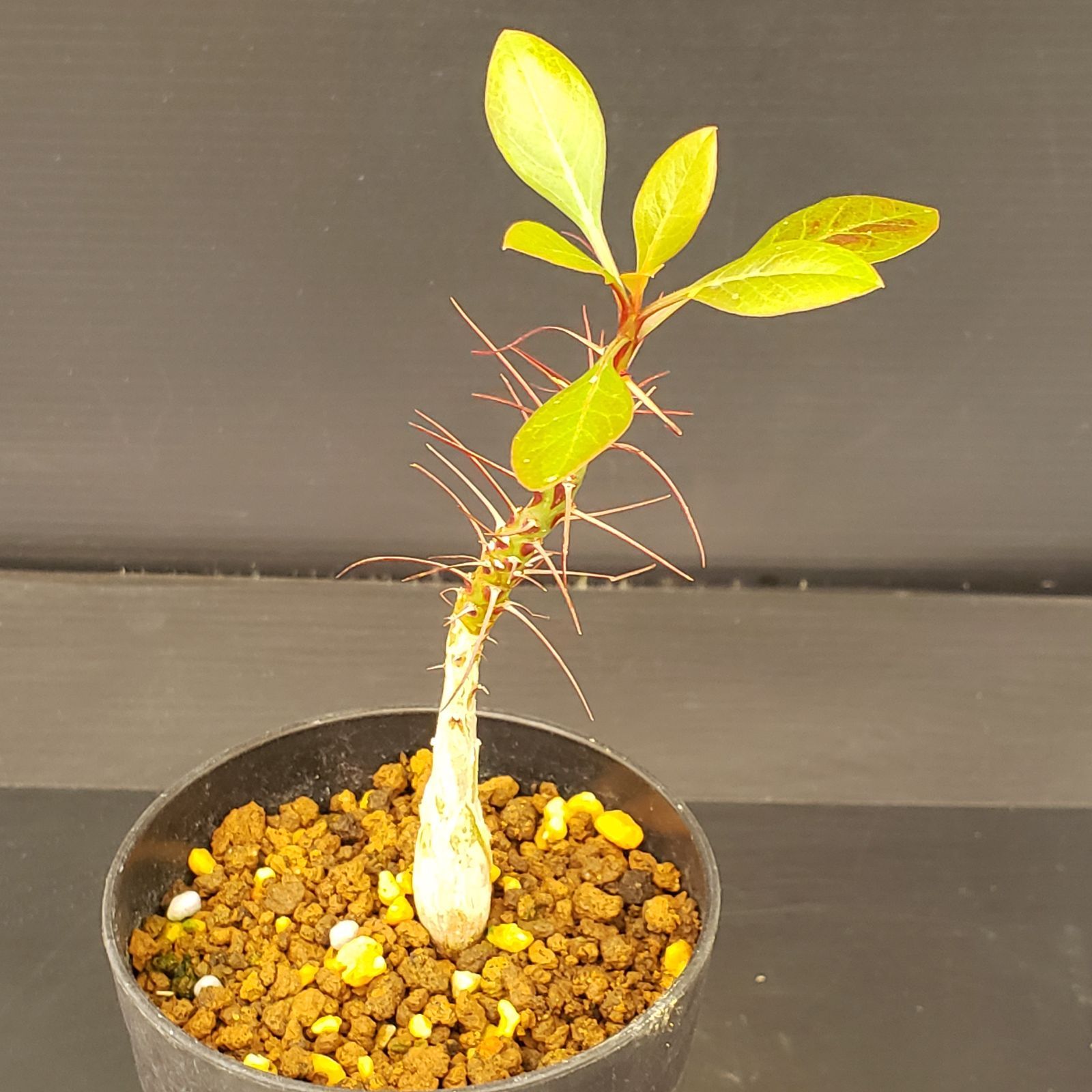 L306【自社養生株】フォークイエリア ファシクラータ（実生・発根株