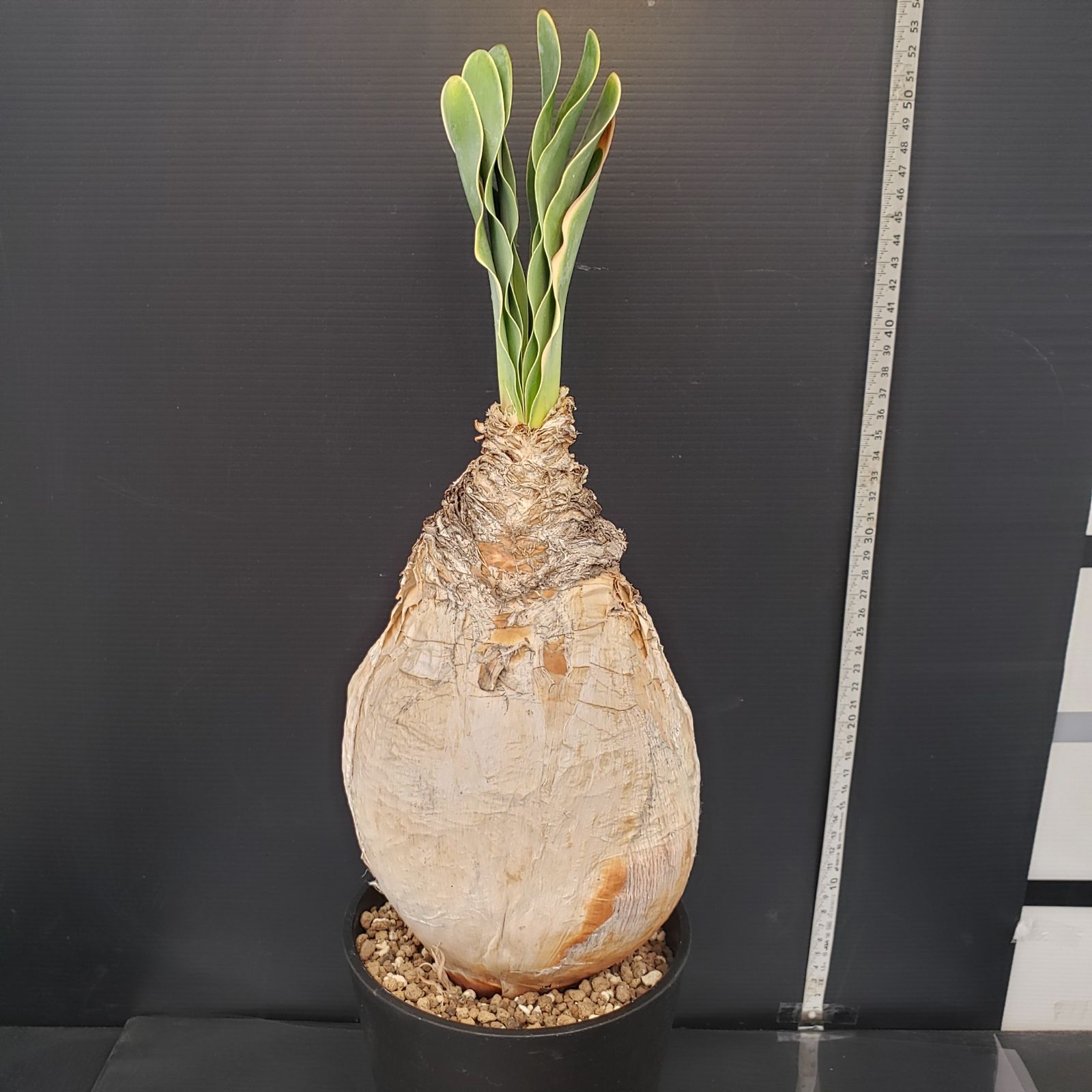 L310【自社養生株】ブーファン ハエマンソイデス（現地球・発根株