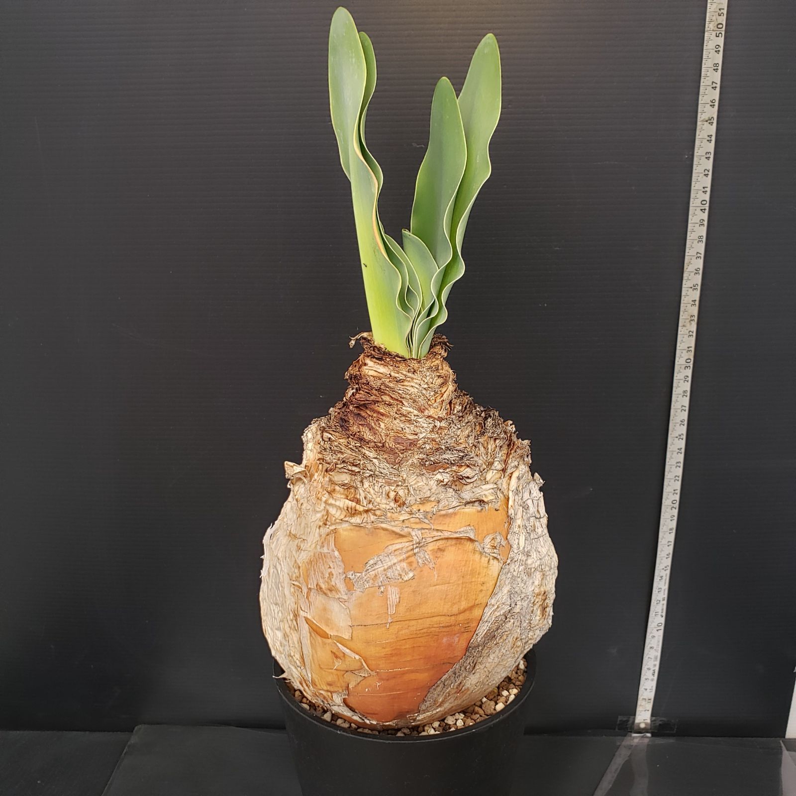 L311【自社養生株】ブーファン ハエマンソイデス（現地球・発根株