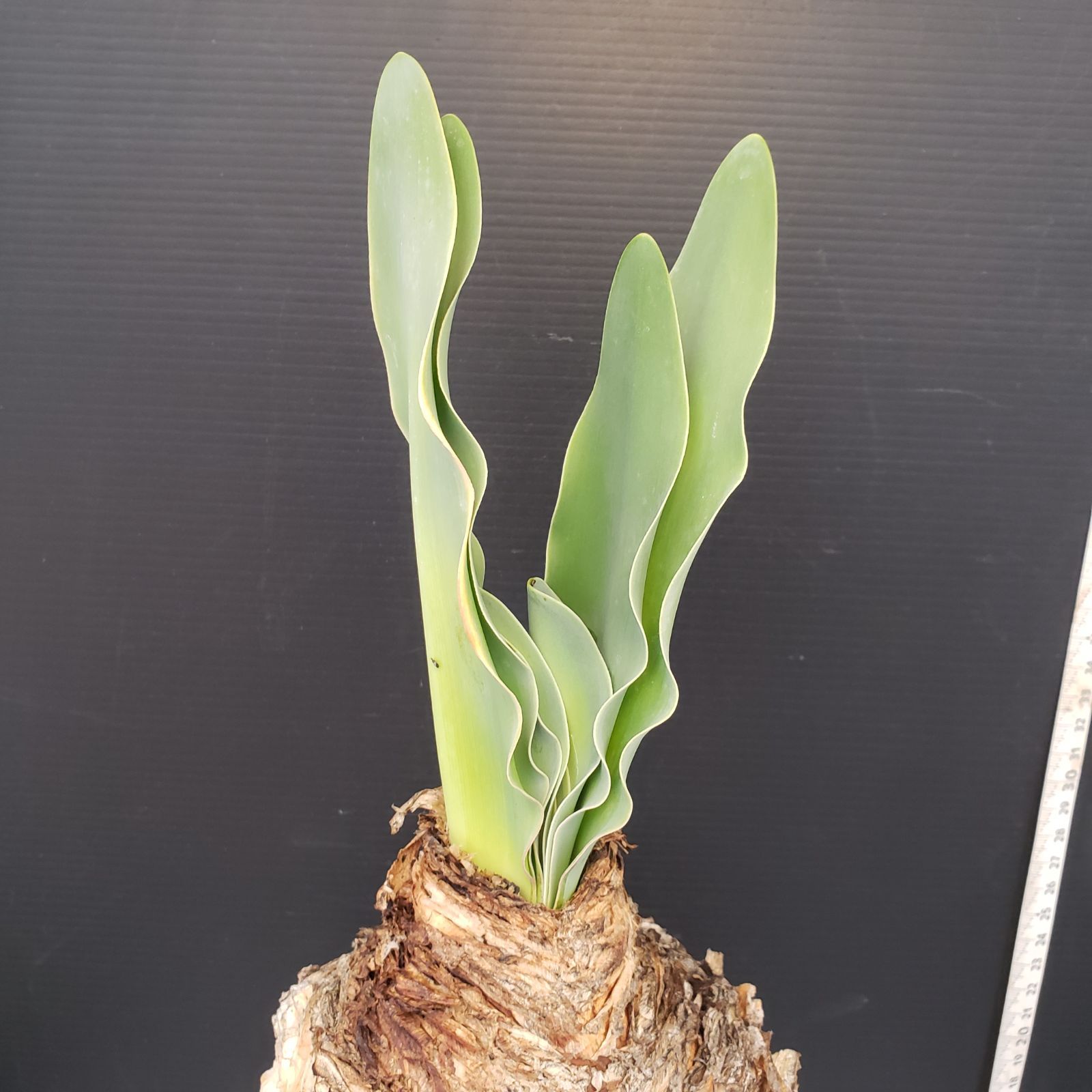 L311【自社養生株】ブーファン ハエマンソイデス（現地球・発根株