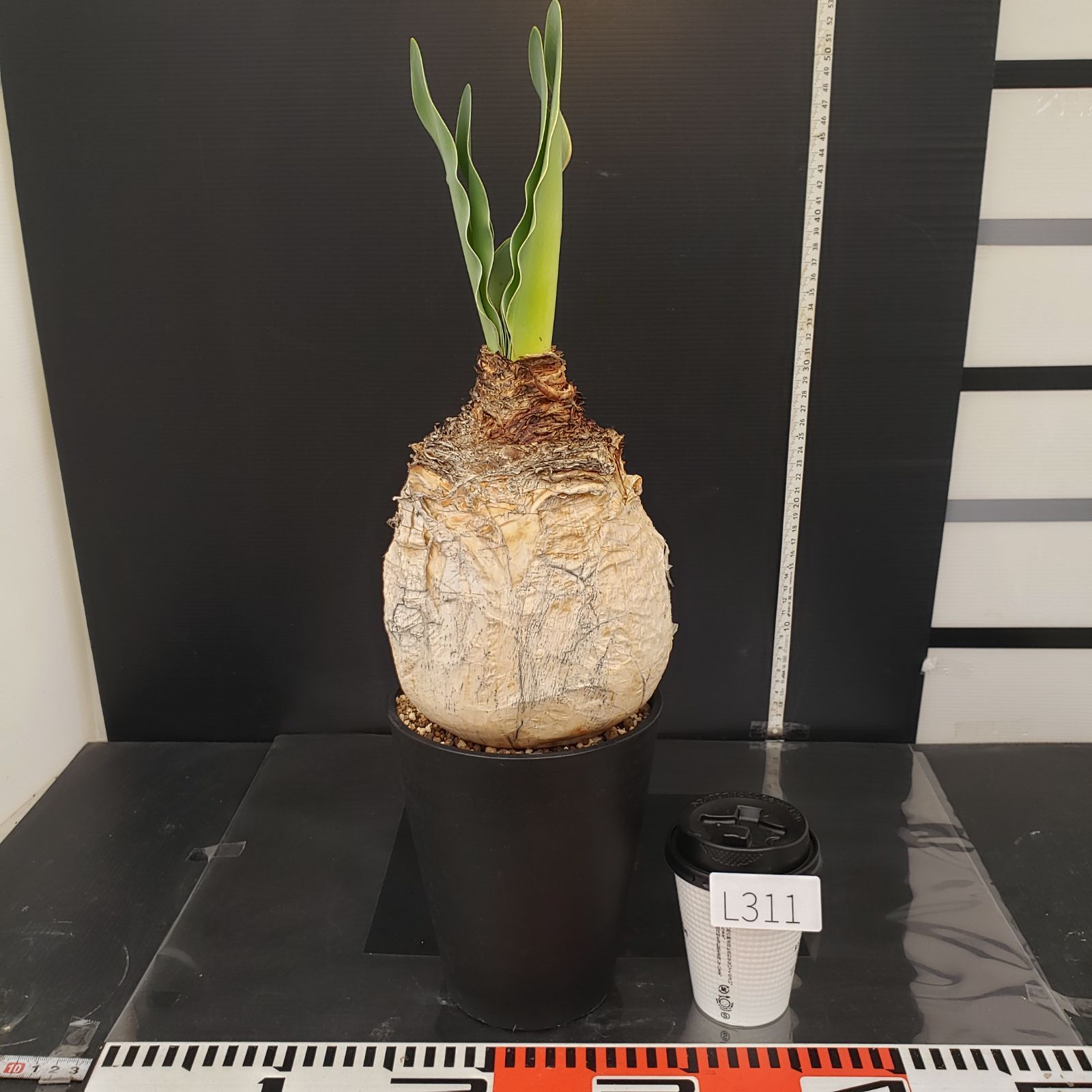 L311【自社養生株】ブーファン ハエマンソイデス（現地球・発根株