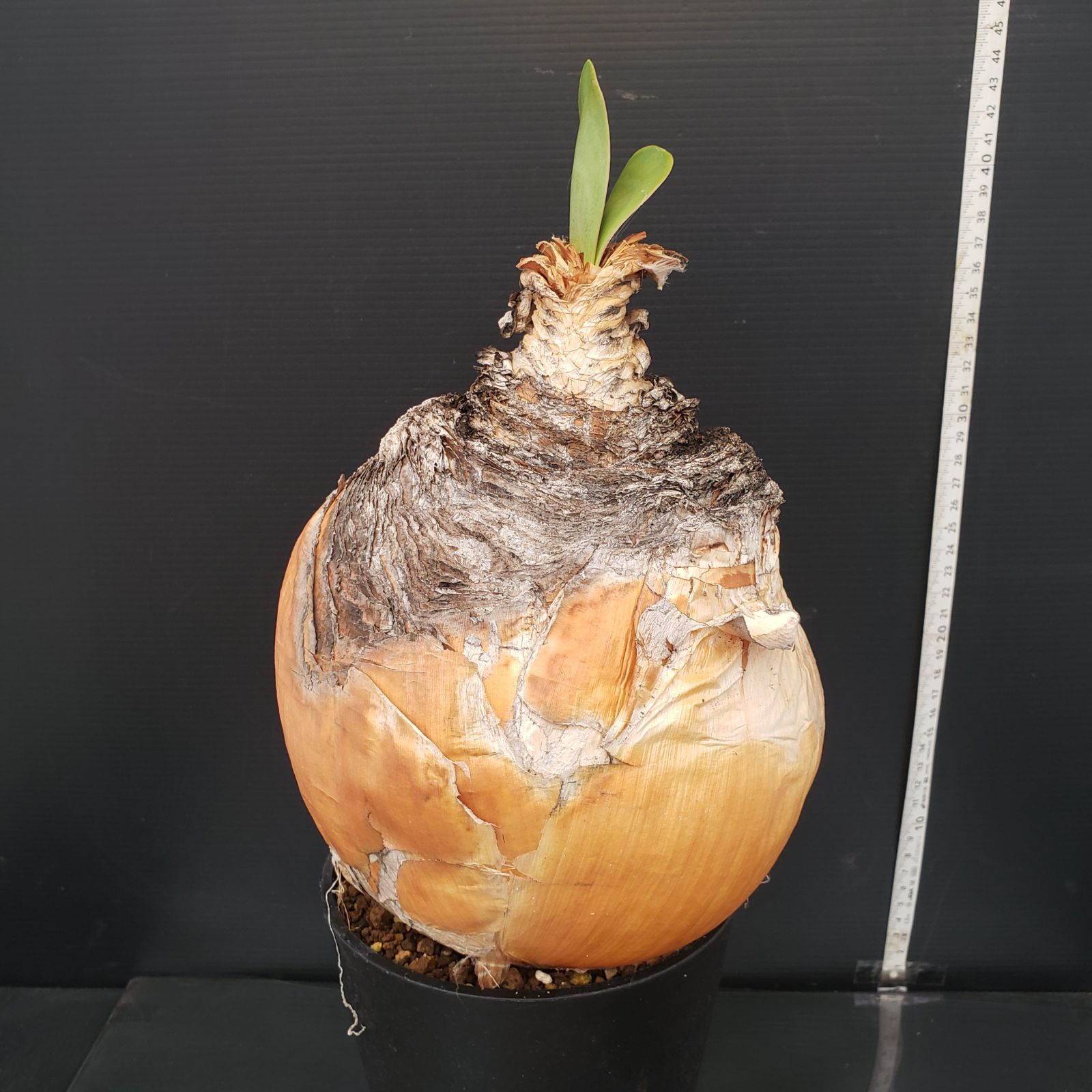 L312【自社養生株】ブーファン ハエマンソイデス（現地球・発根株