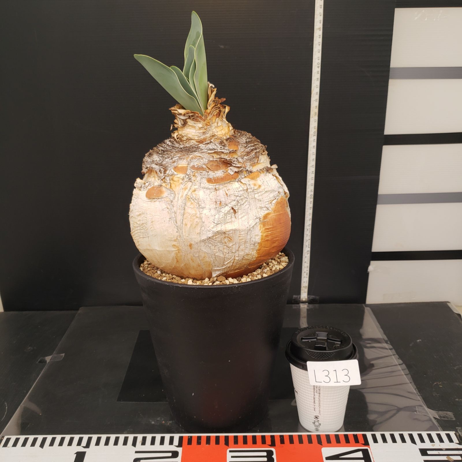 L313【自社養生株】ブーファン ハエマンソイデス（現地球・発根株