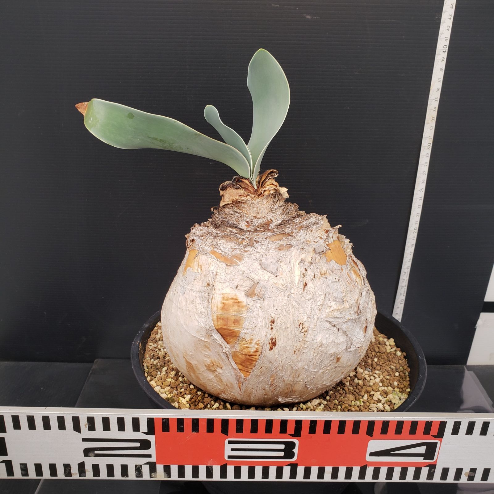 L314【自社養生株】ブーファン ハエマンソイデス（現地球・発根株