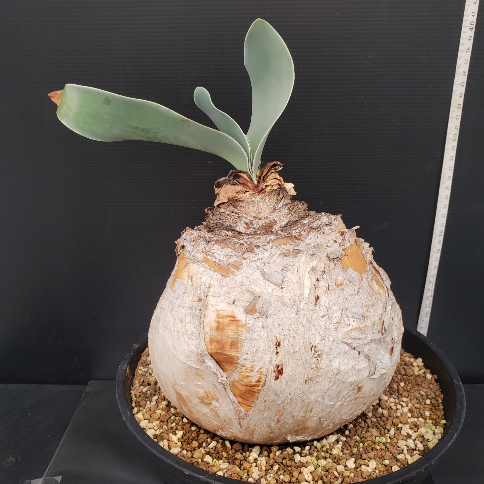 m*u様 G5「球根植物」ブーファン ハエマンソイデス 産地株 12株 L314【自社養生株】ブーファン ハエマンソイデス（現地球・発根株