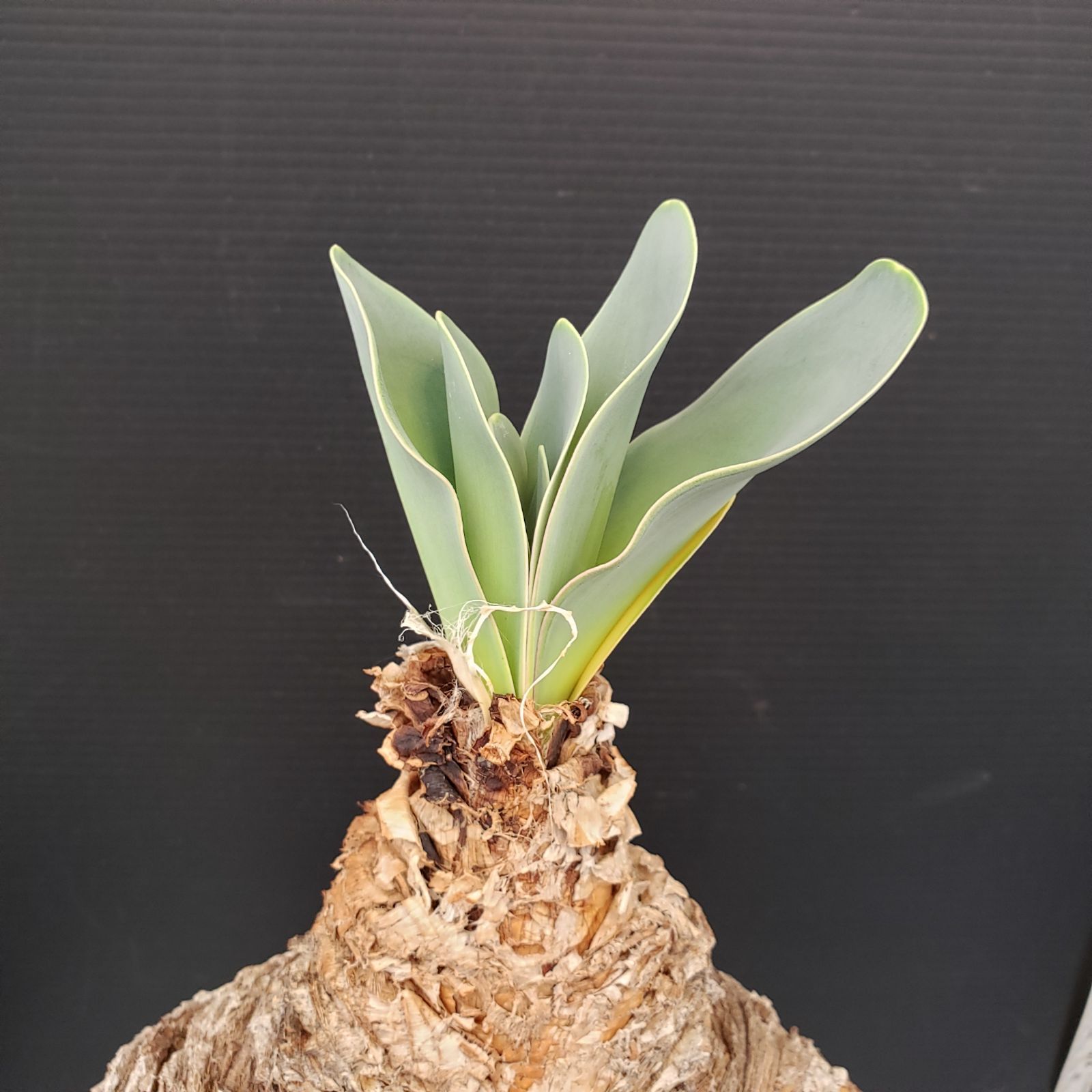 L315【自社養生株】ブーファン ハエマンソイデス（現地球・発根株