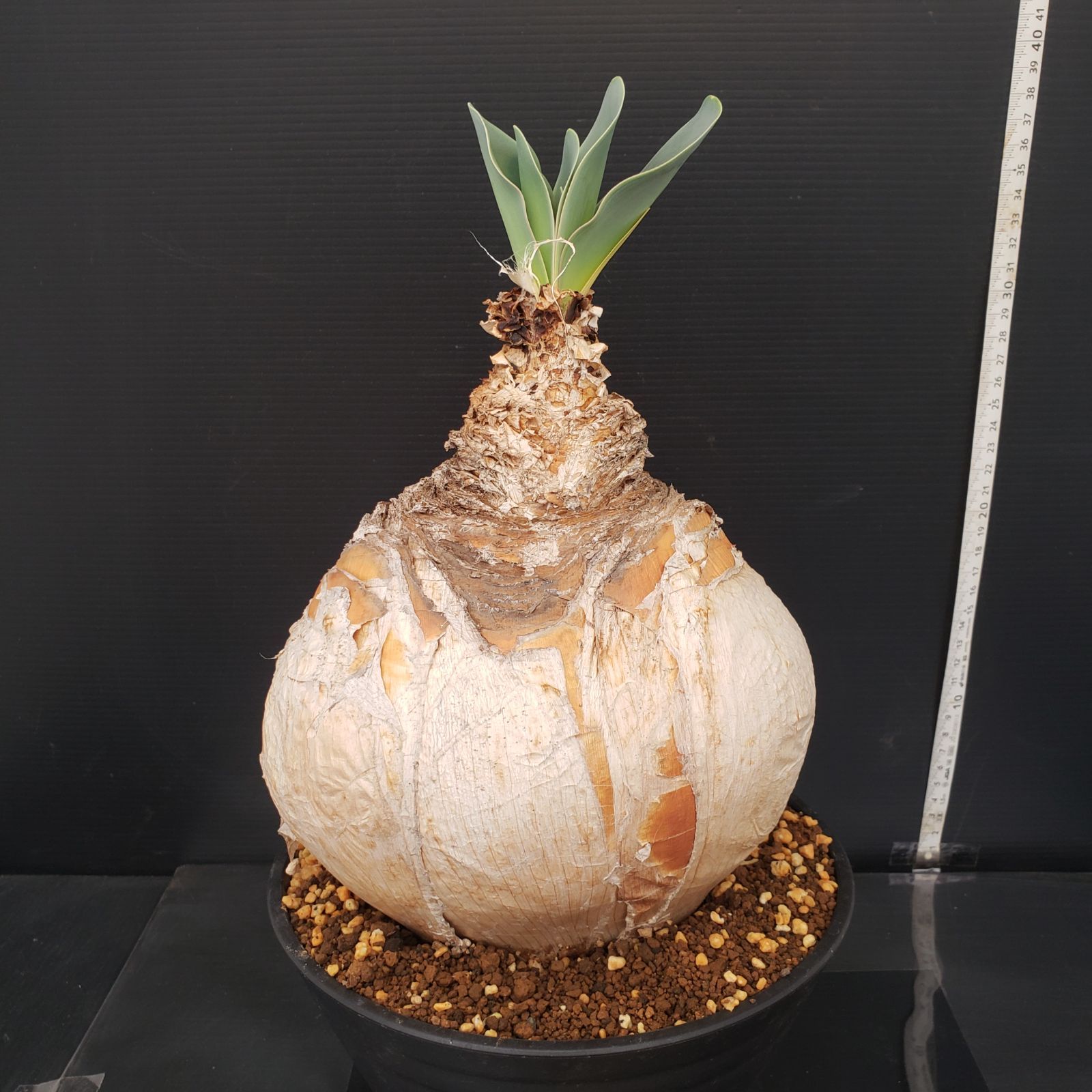 セ*道様 K11「球根植物」ブーファン ハエマンソイデス 産地株 20株 セ