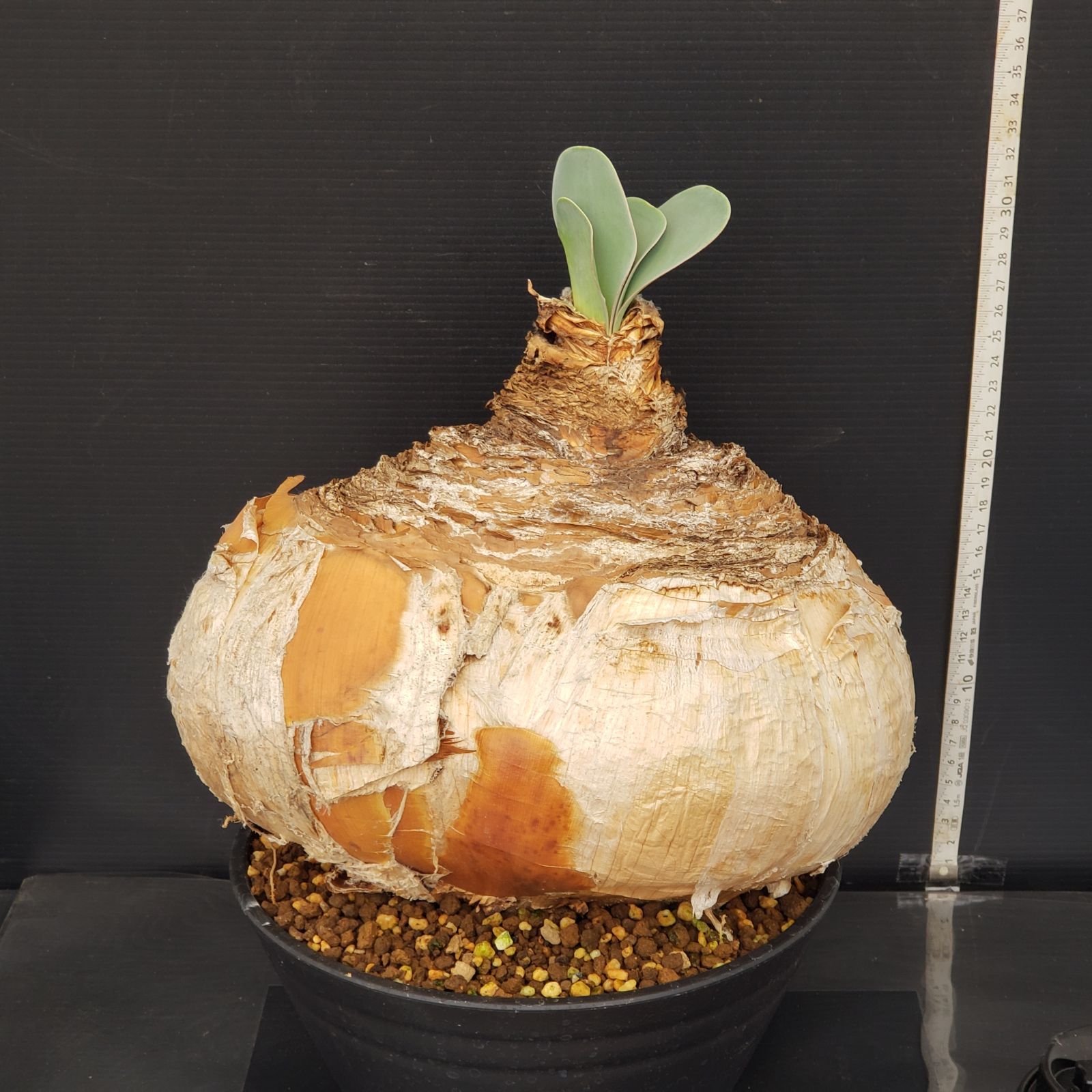 L316【自社養生株】ブーファン ハエマンソイデス（現地球・発根株