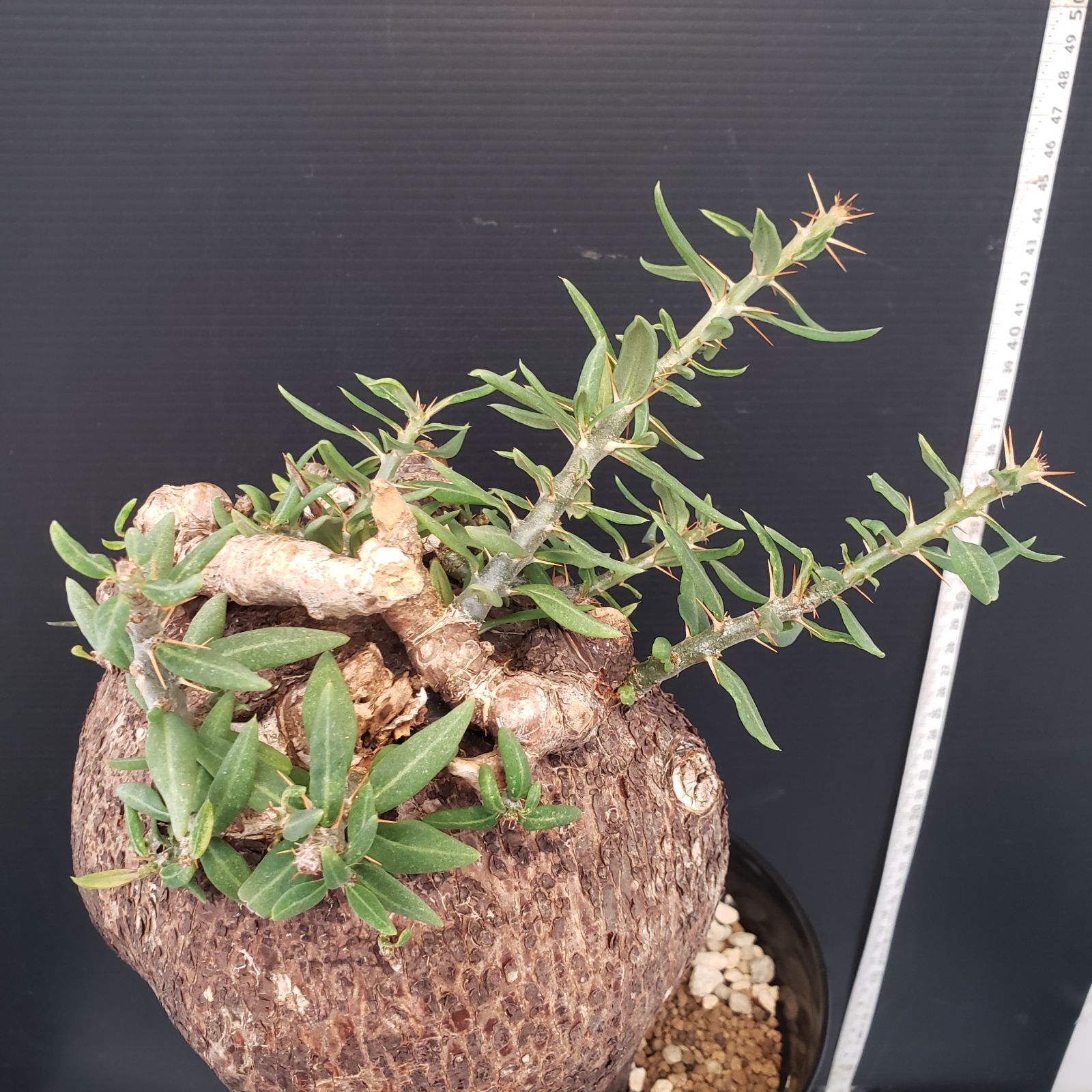 L317【自社養生株】パキポディウム ビスピノーサム（現地球・発根株