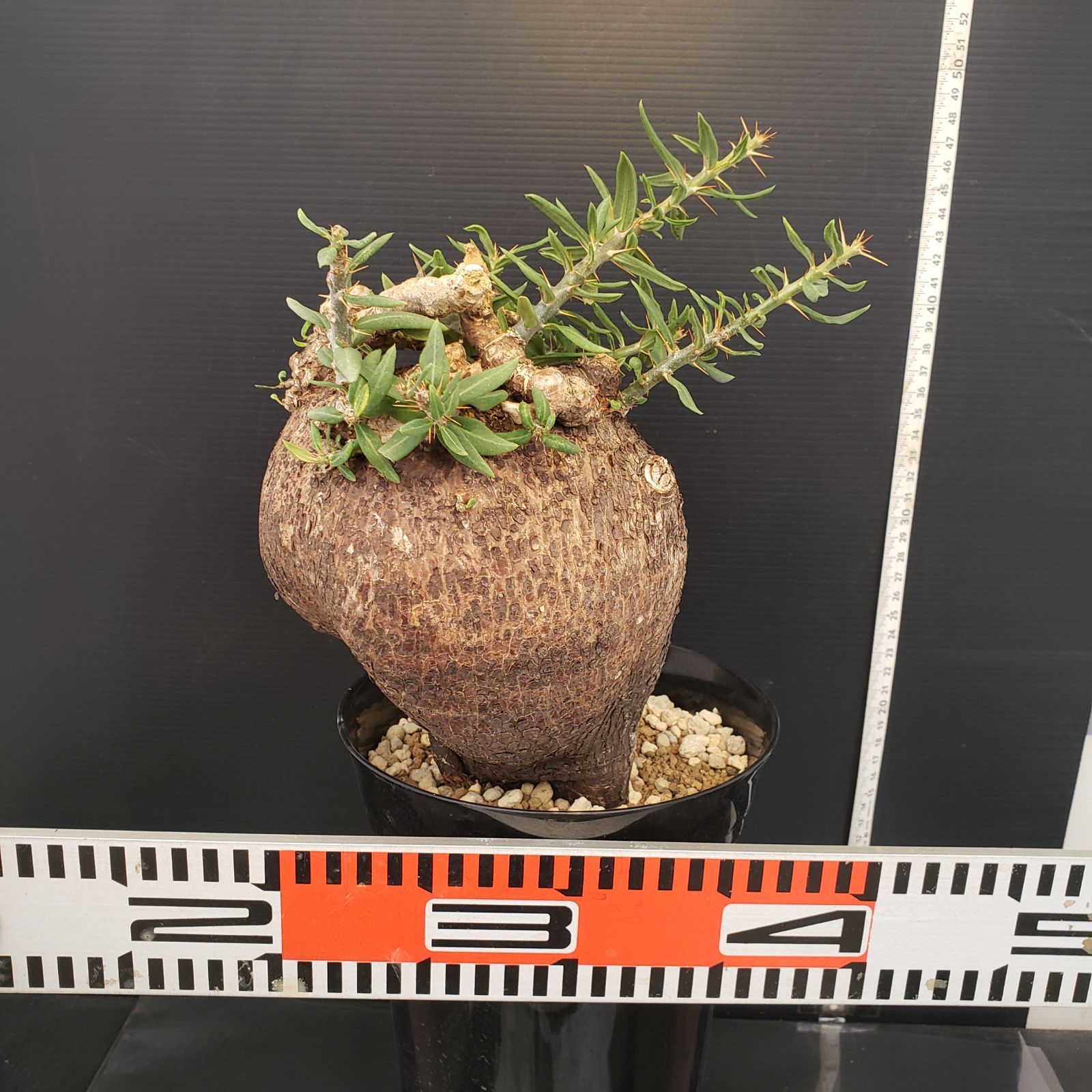 L317【自社養生株】パキポディウム ビスピノーサム（現地球・発根株