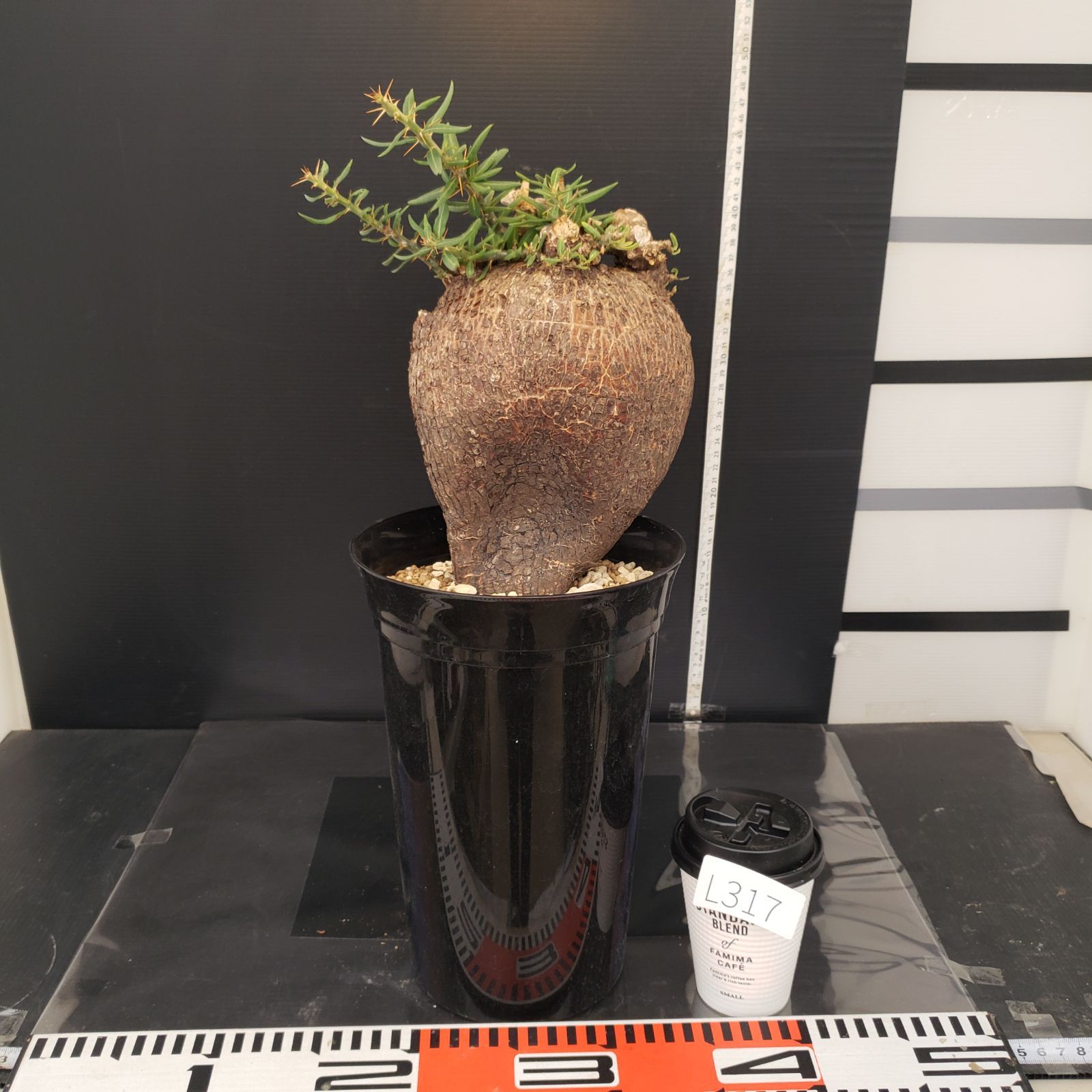 L317【自社養生株】パキポディウム ビスピノーサム（現地球・発根株