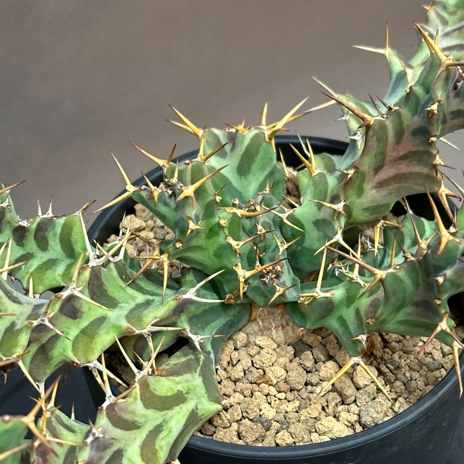 Euphorbia clavigera ユーフォルビア クラビゲラ no.426 - メルカリ