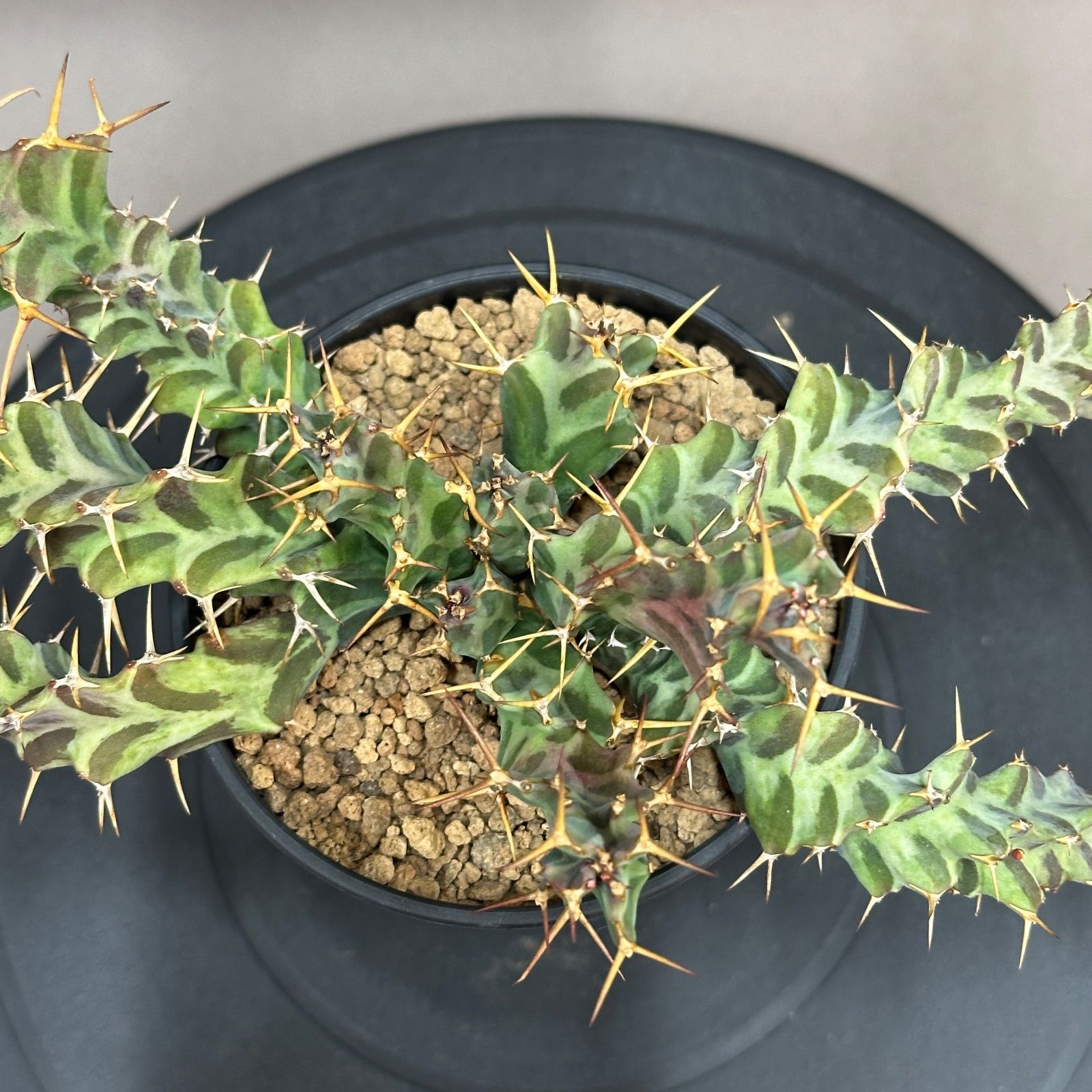 Euphorbia clavigera ユーフォルビア クラビゲラ no.426 - メルカリ