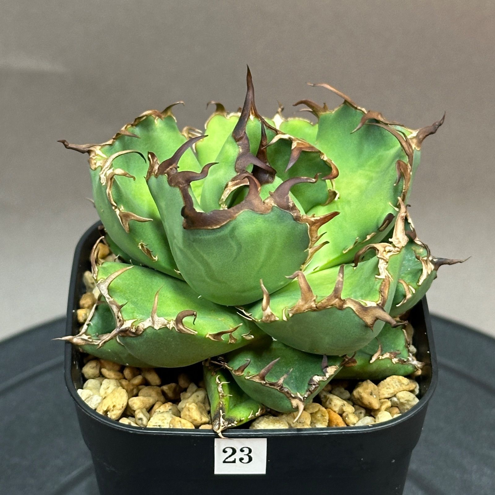 Agave titanota oteroi Black Whale アガベ チタノタ オテロイ 黒鯨 no