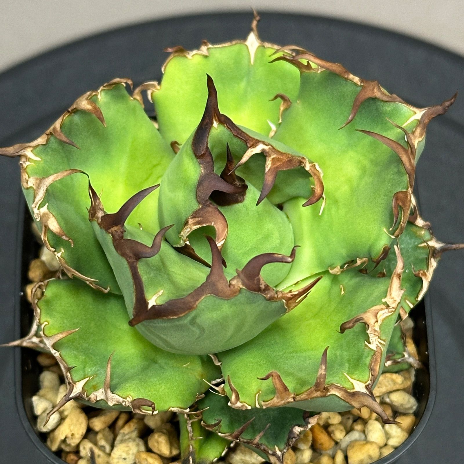 Agave titanota oteroi Black Whale アガベ チタノタ オテロイ 黒鯨 no