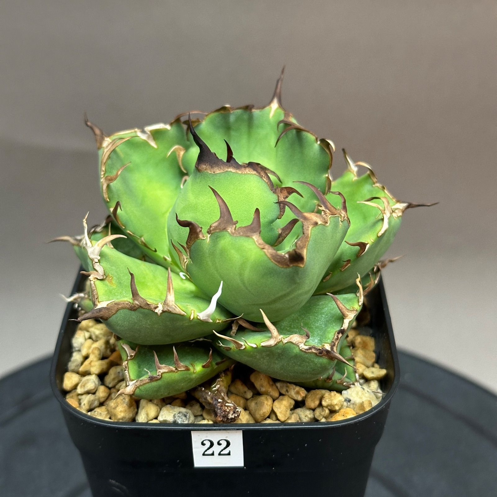 A120 アガベ オテロイ 黒鯨 アガベ 黒鯨 1号｜肉厚で大きな葉 目指すは