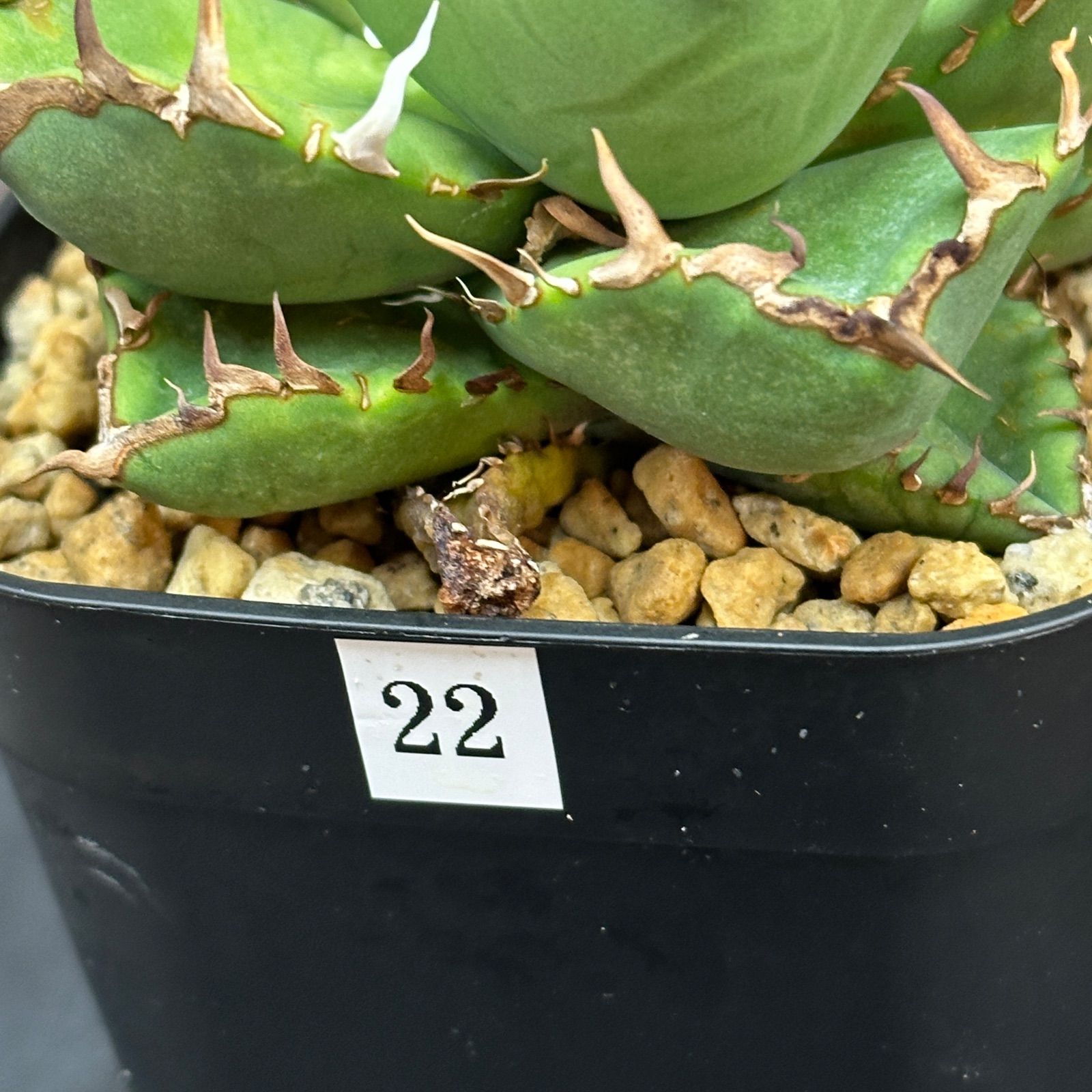 Agave titanota oteroi Black Whale アガベ チタノタ オテロイ 黒鯨 no