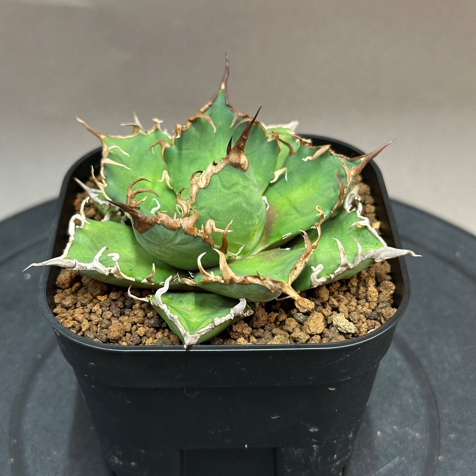 Agave titanota oteroi 'Caesar' アガベ チタノタ オテロイ シーザー