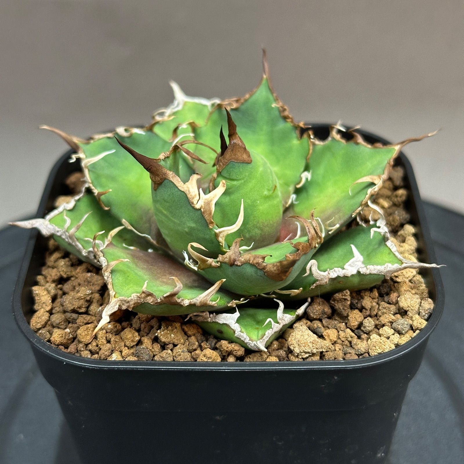 Agave titanota oteroi 'Caesar' アガベ チタノタ オテロイ シーザー