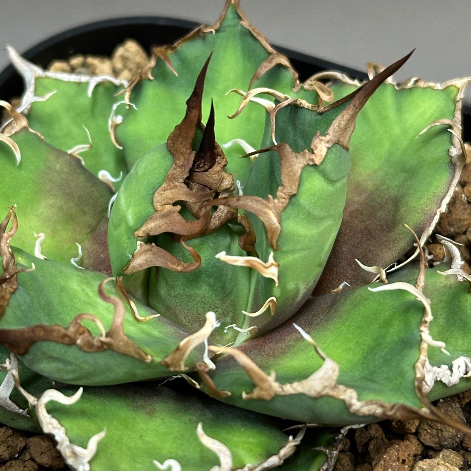 Agave titanota oteroi 'Caesar' アガベ チタノタ オテロイ シーザー