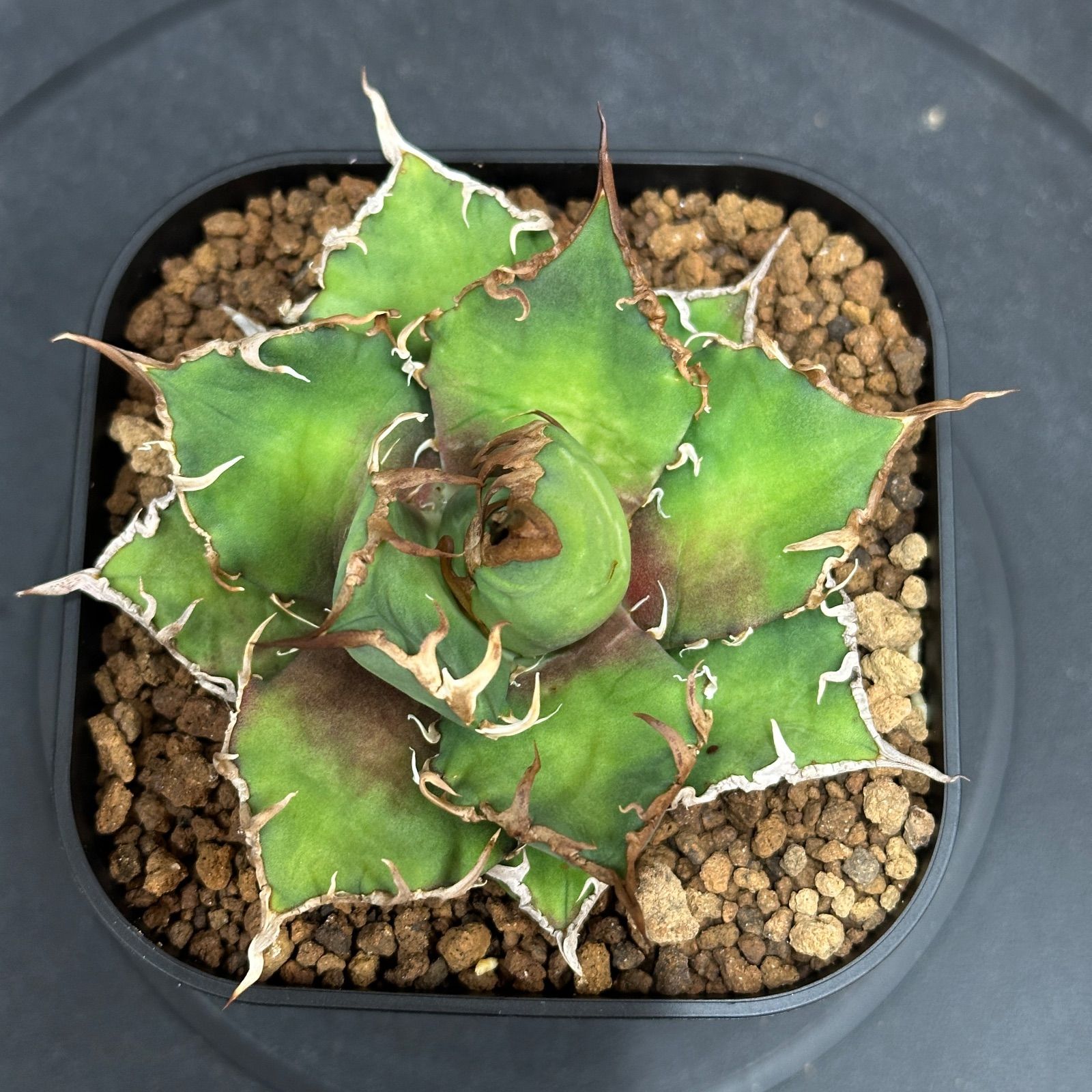 Agave titanota oteroi 'Caesar' アガベ チタノタ オテロイ シーザー